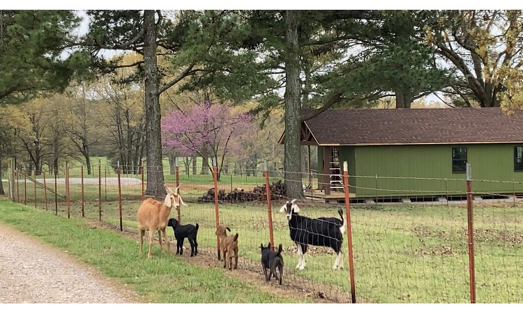 “… what’s that third baby?”🤭🐾🐾