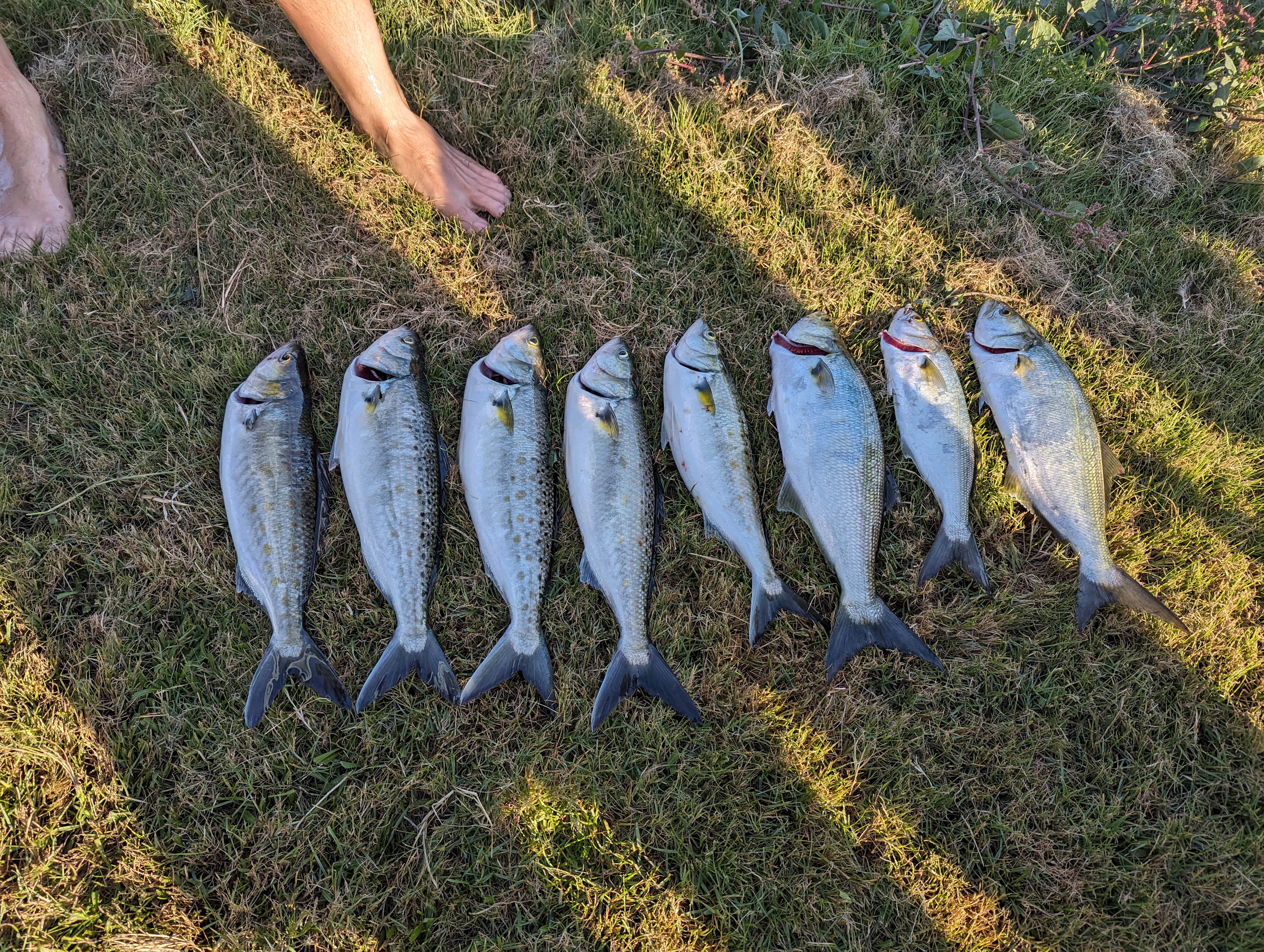 Salmon and Taylor caught out on boat