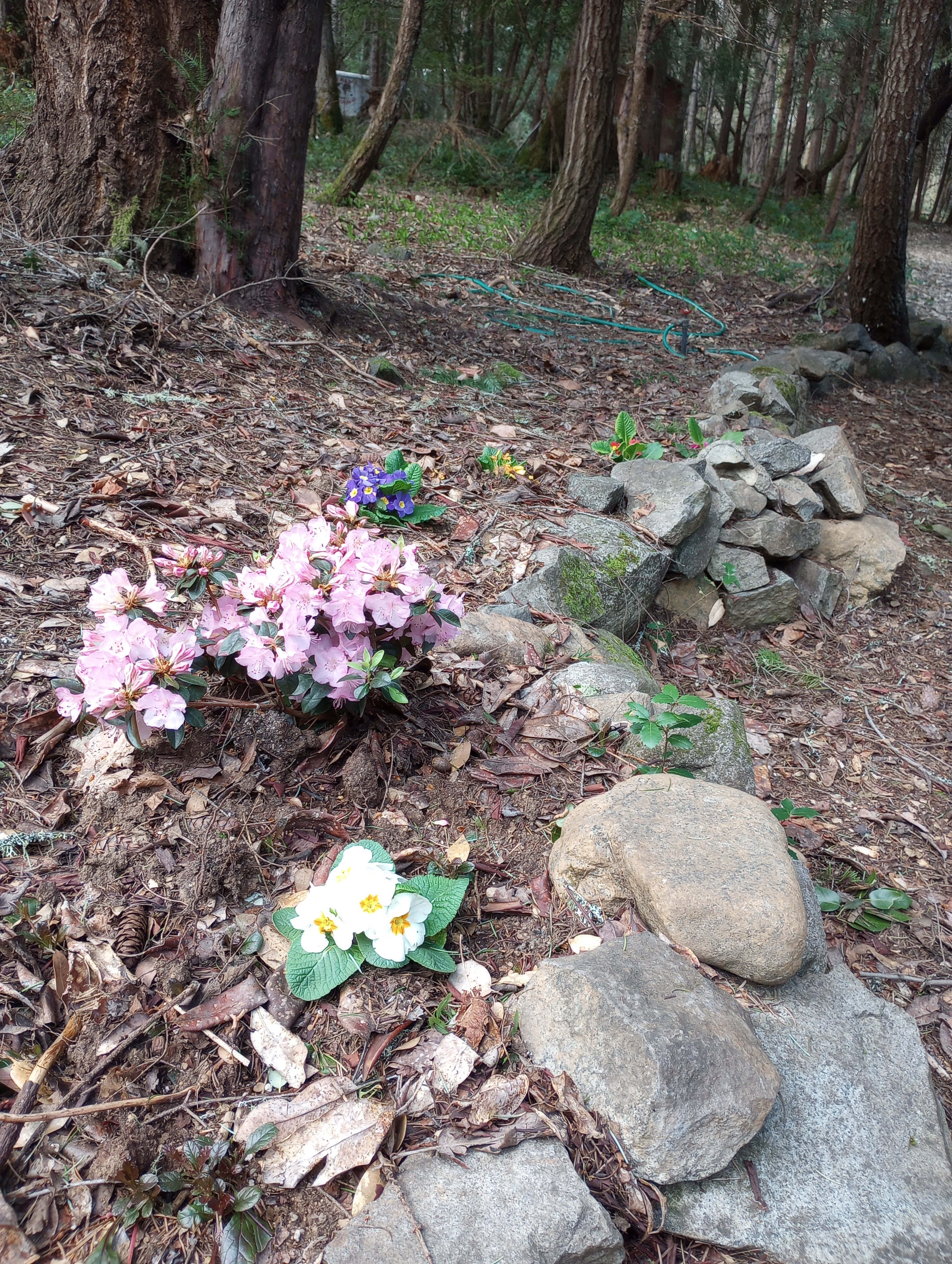 Creekside Cabin in Williams, OR