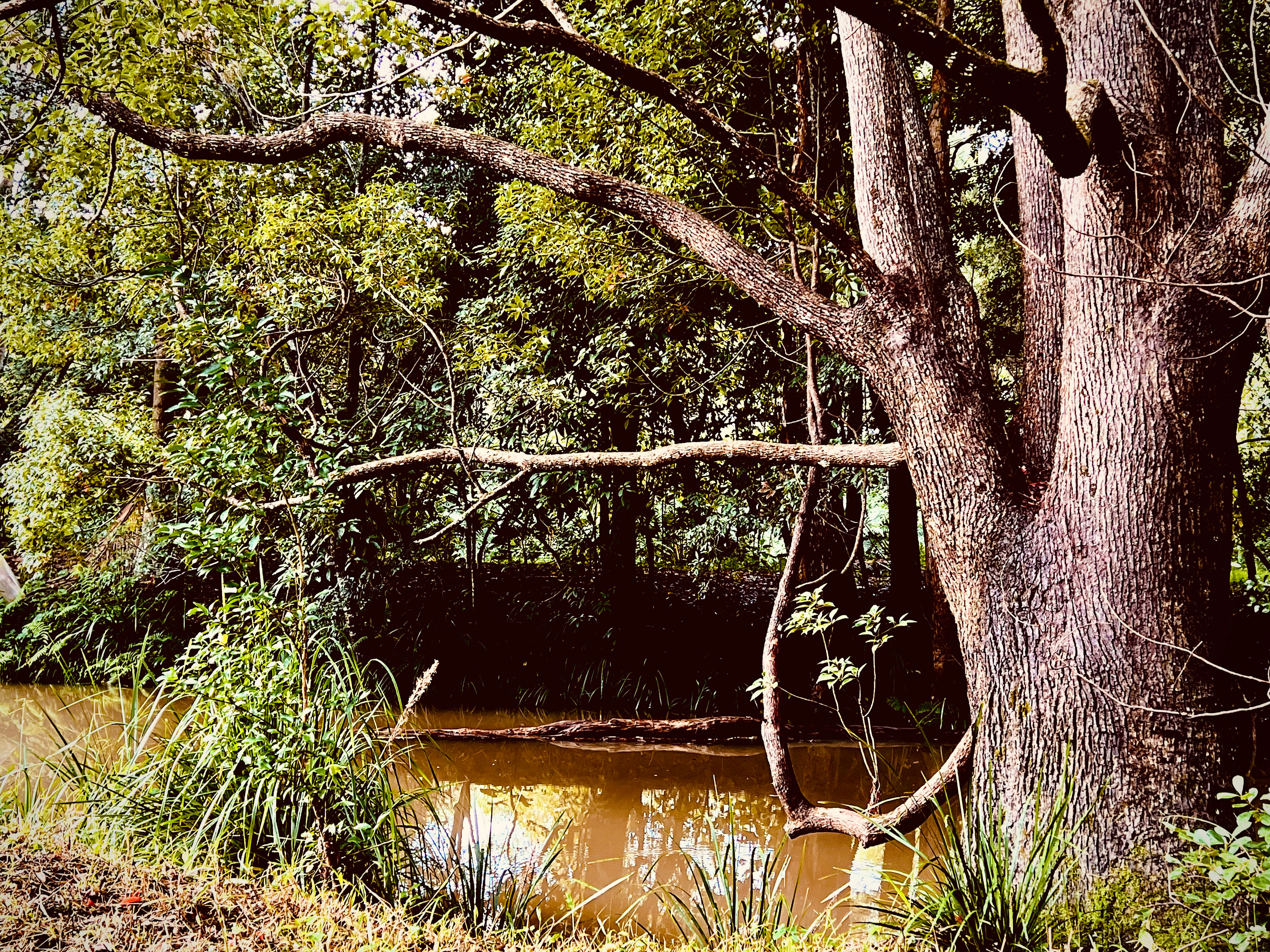 Beautiful Creek Location