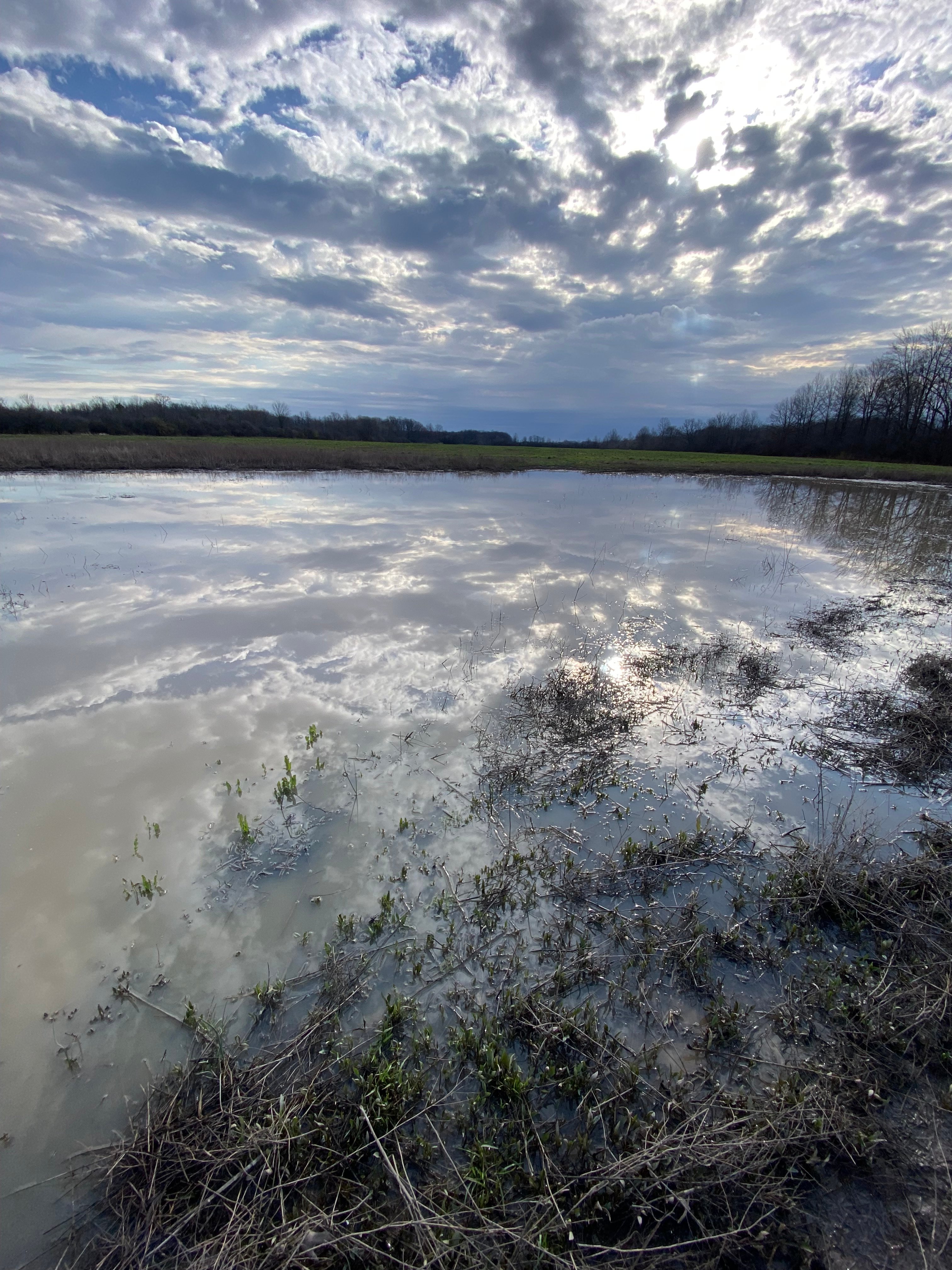 This is the pond in the back of the property