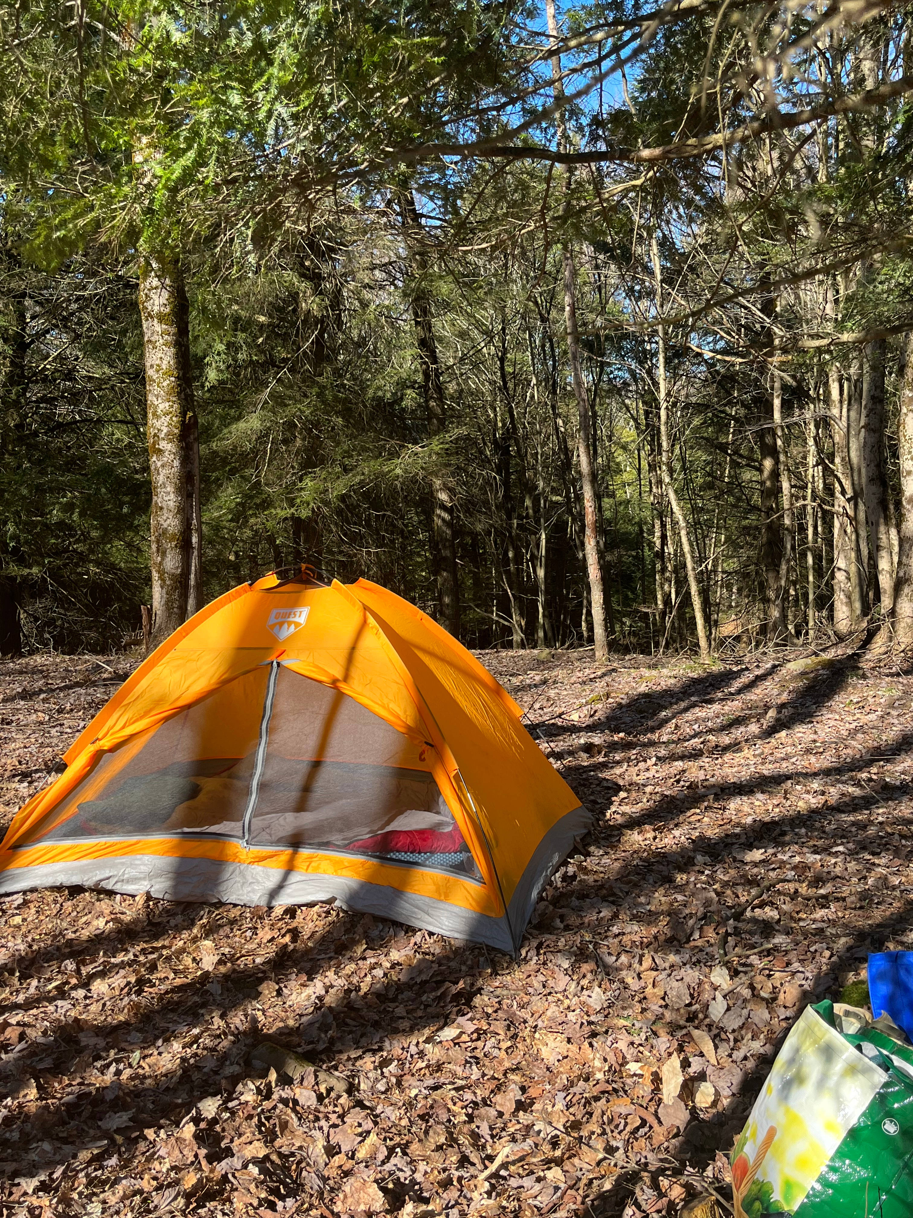 Fiddlehead Grove