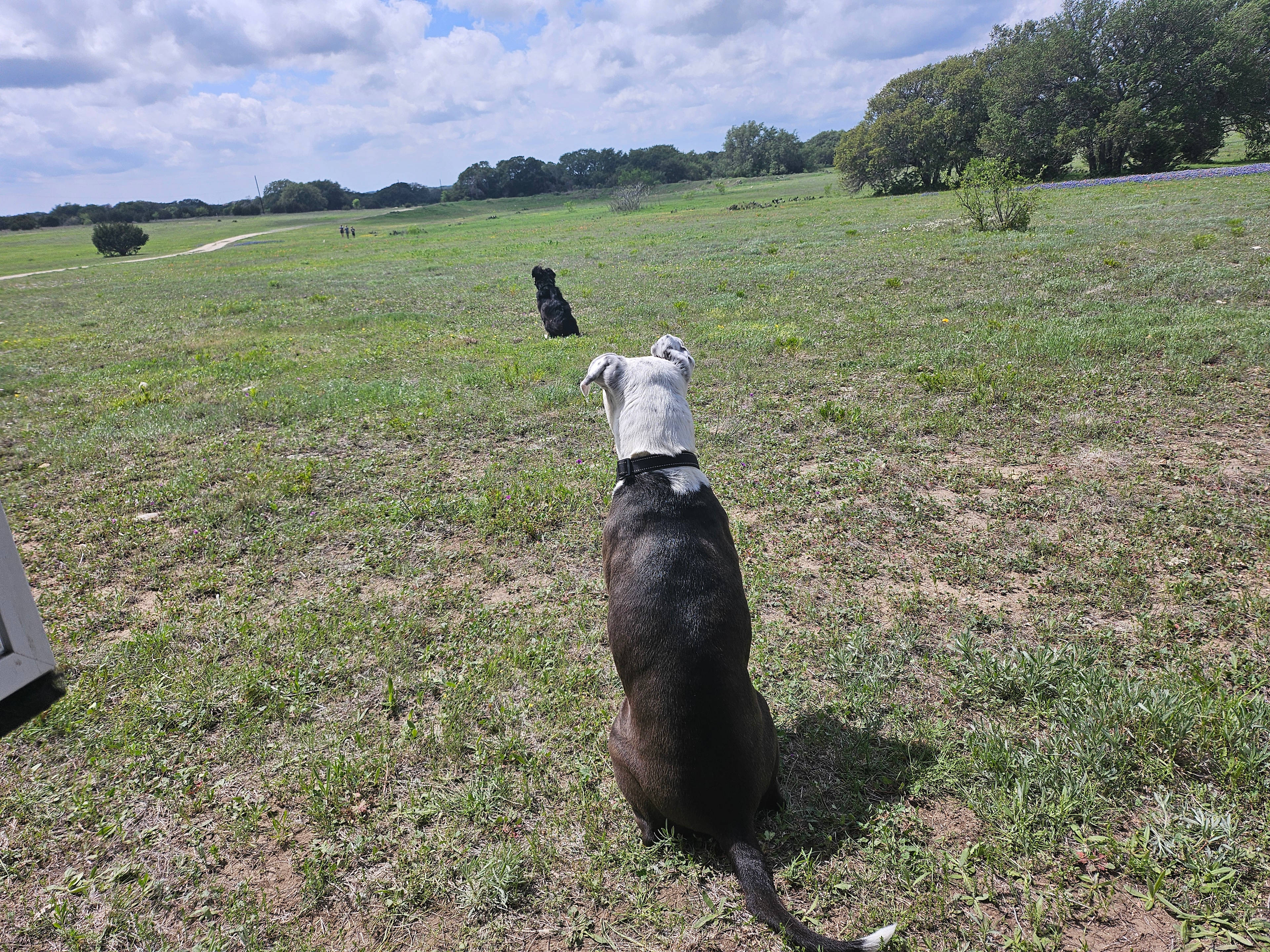 Dogoos having so much fun!