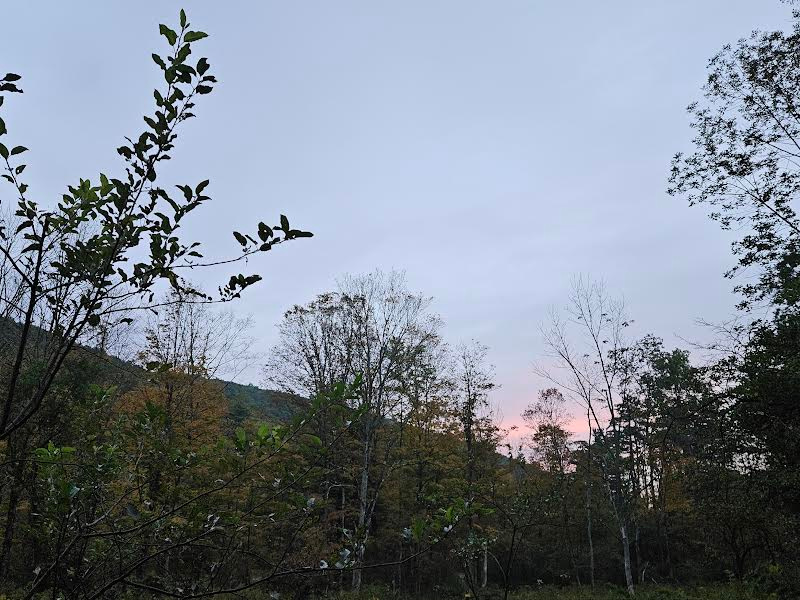 Dragonfly Hollow Farm