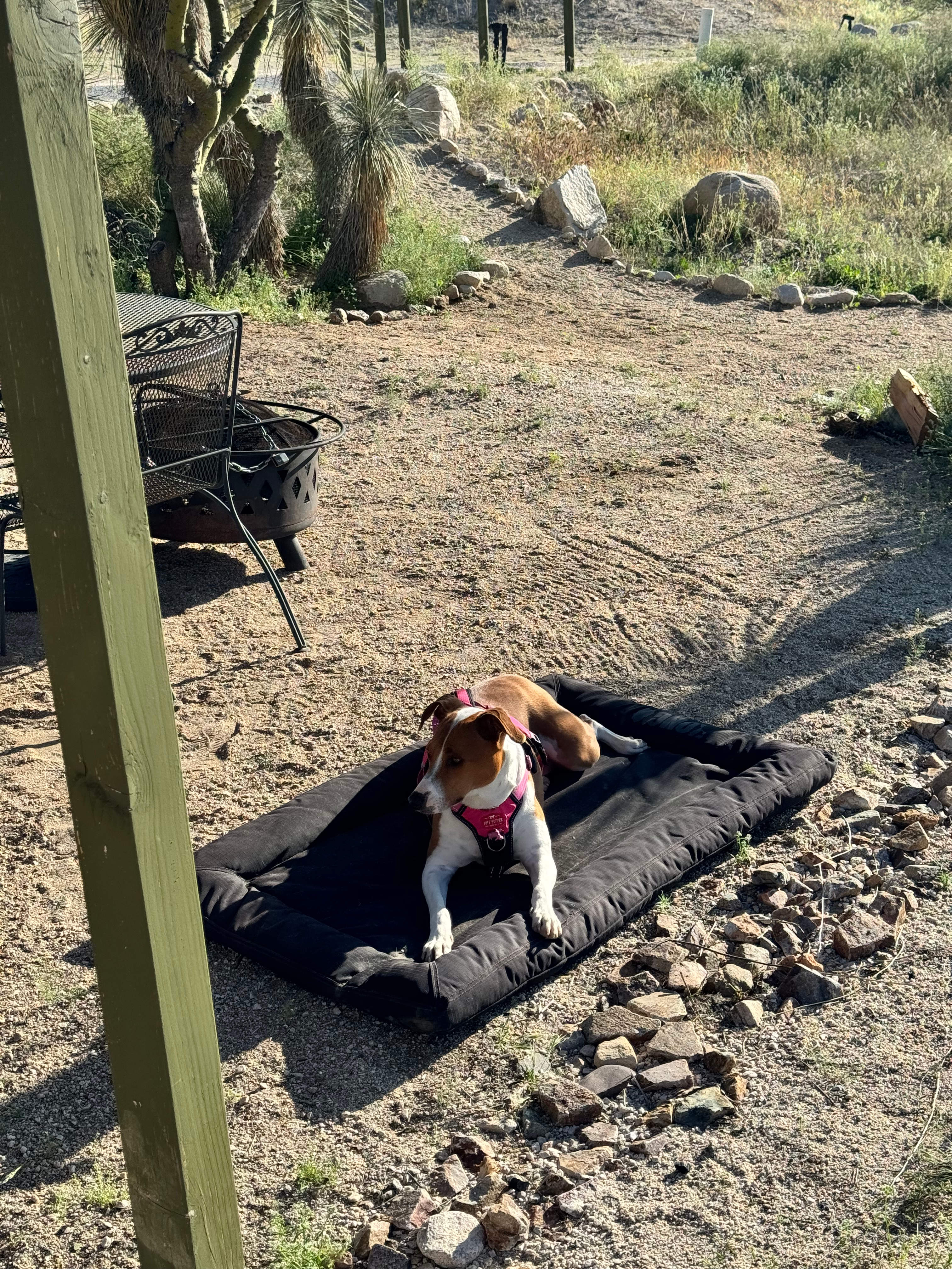 Freedom in the Catalinas