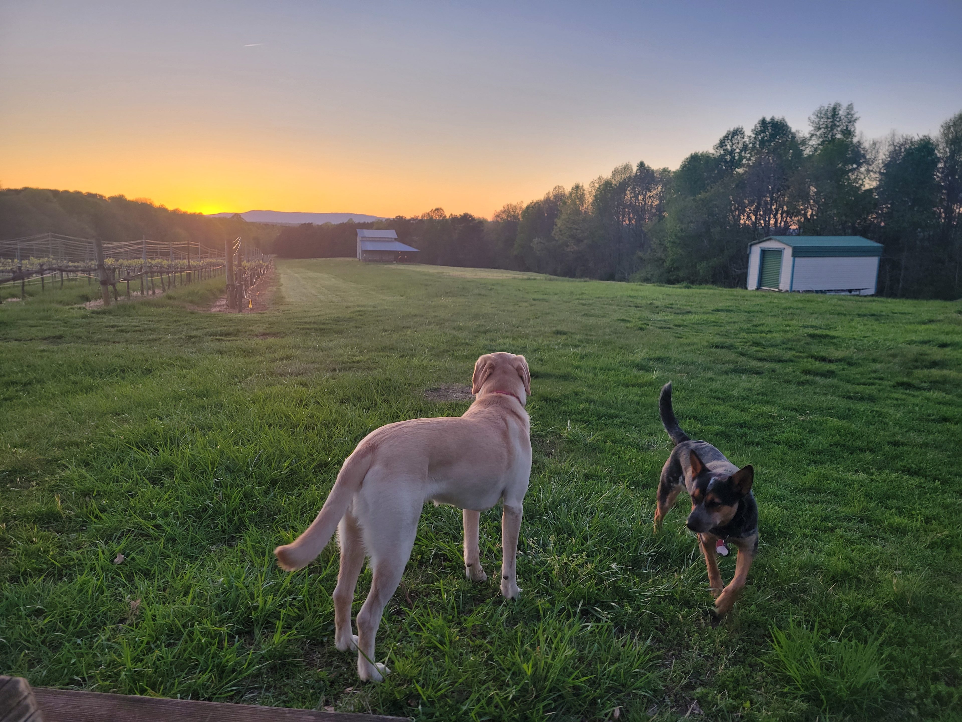 William Cornelius Vineyard