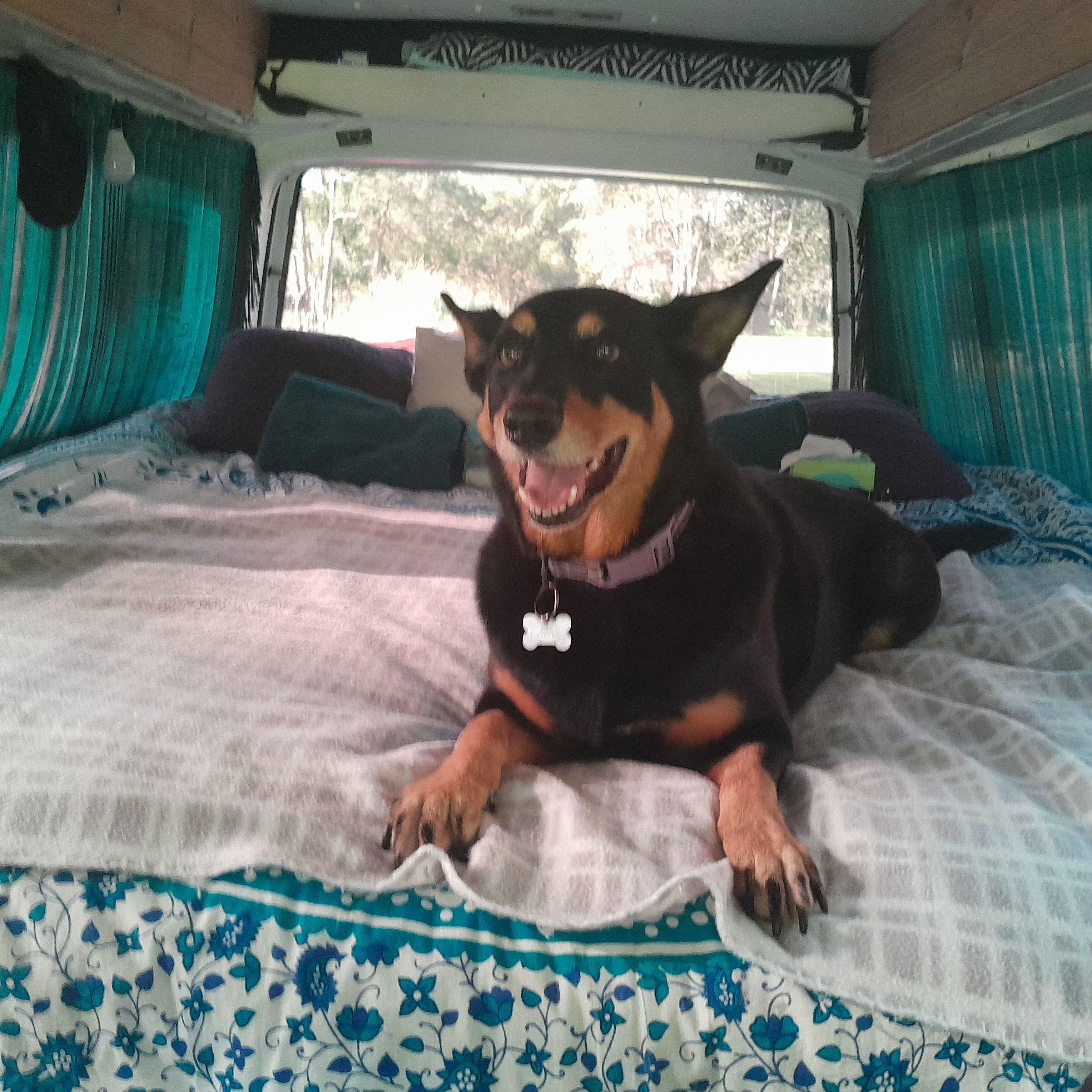 Chewy loved Collar optional