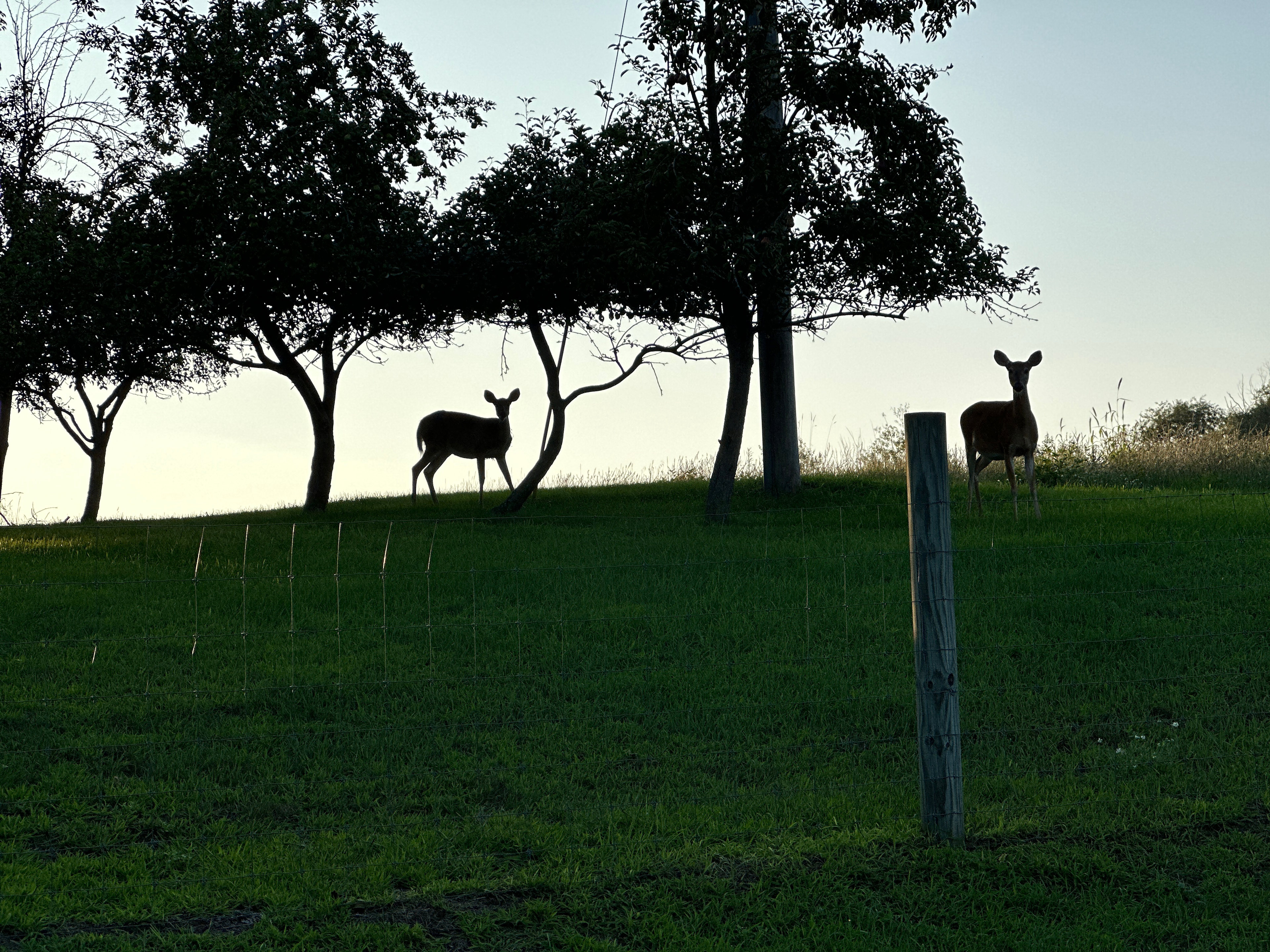 Treasure Hunt Treehouse