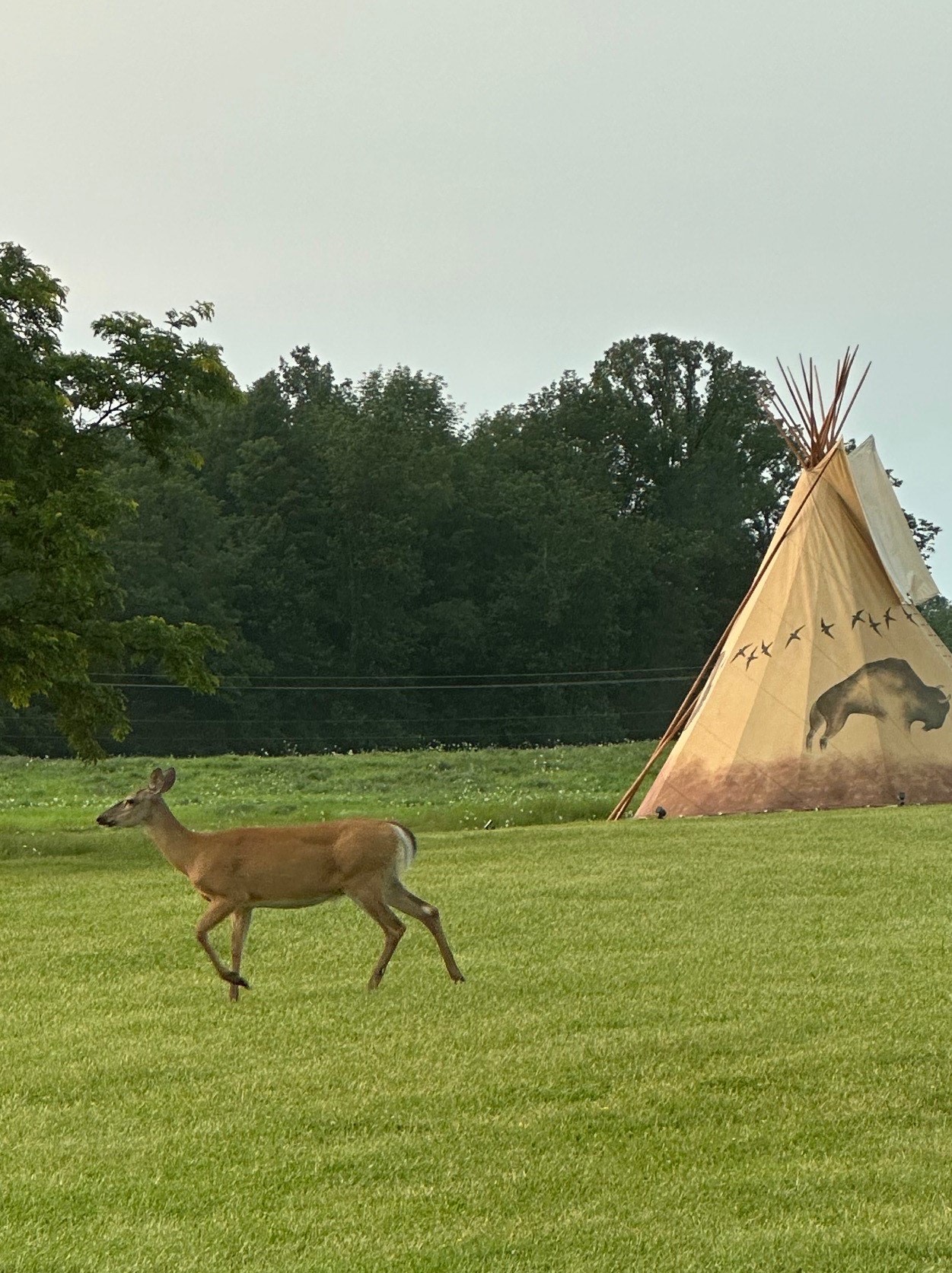 Bison Island Ranch