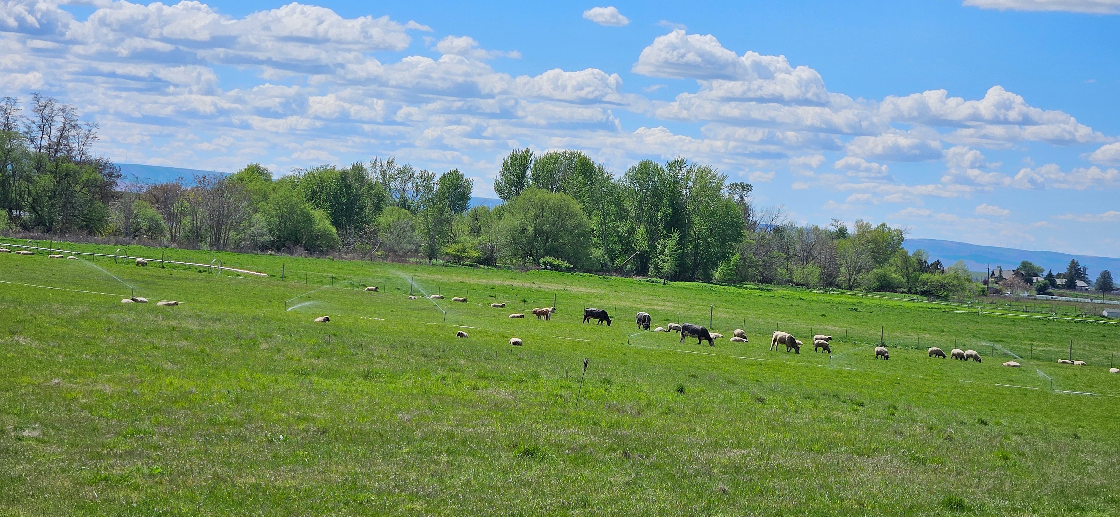 Mill Creek Farm/Park