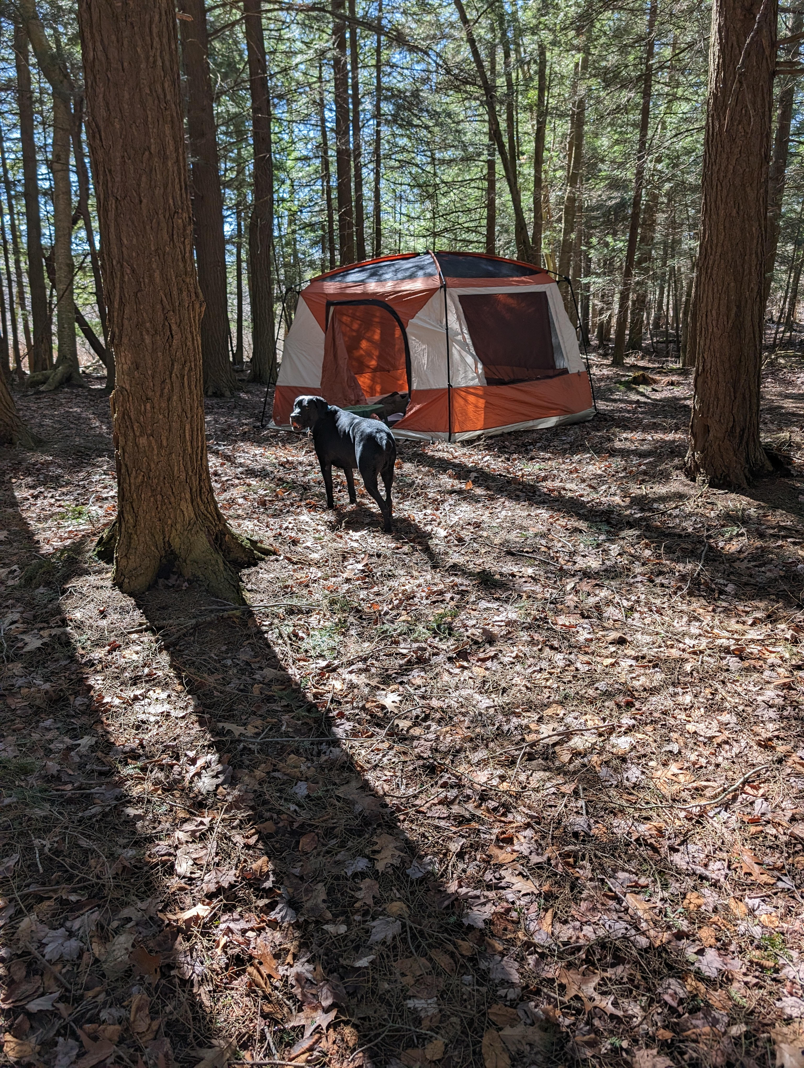 Lean-to in quiet forest