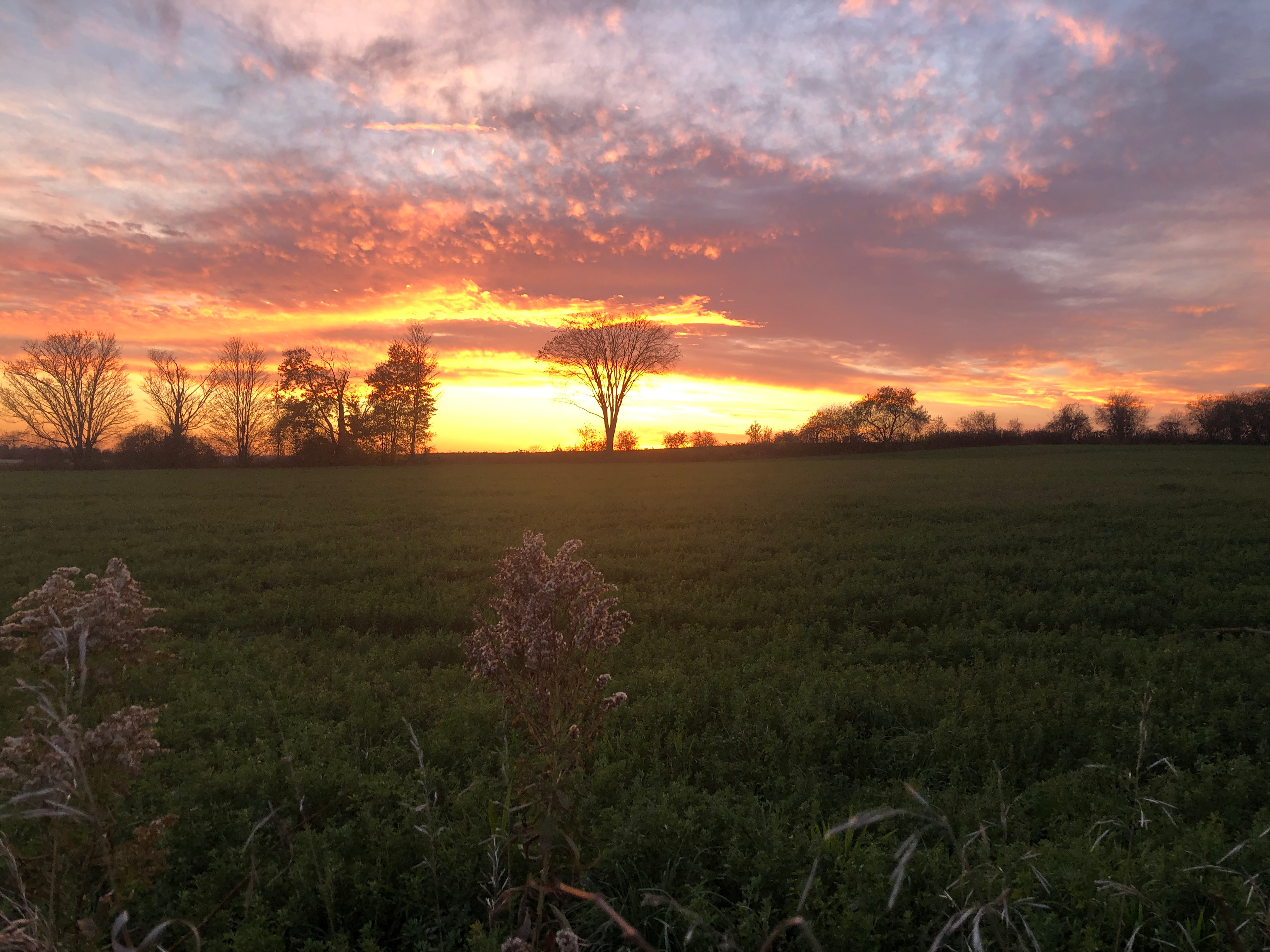 Maple Glen Farms