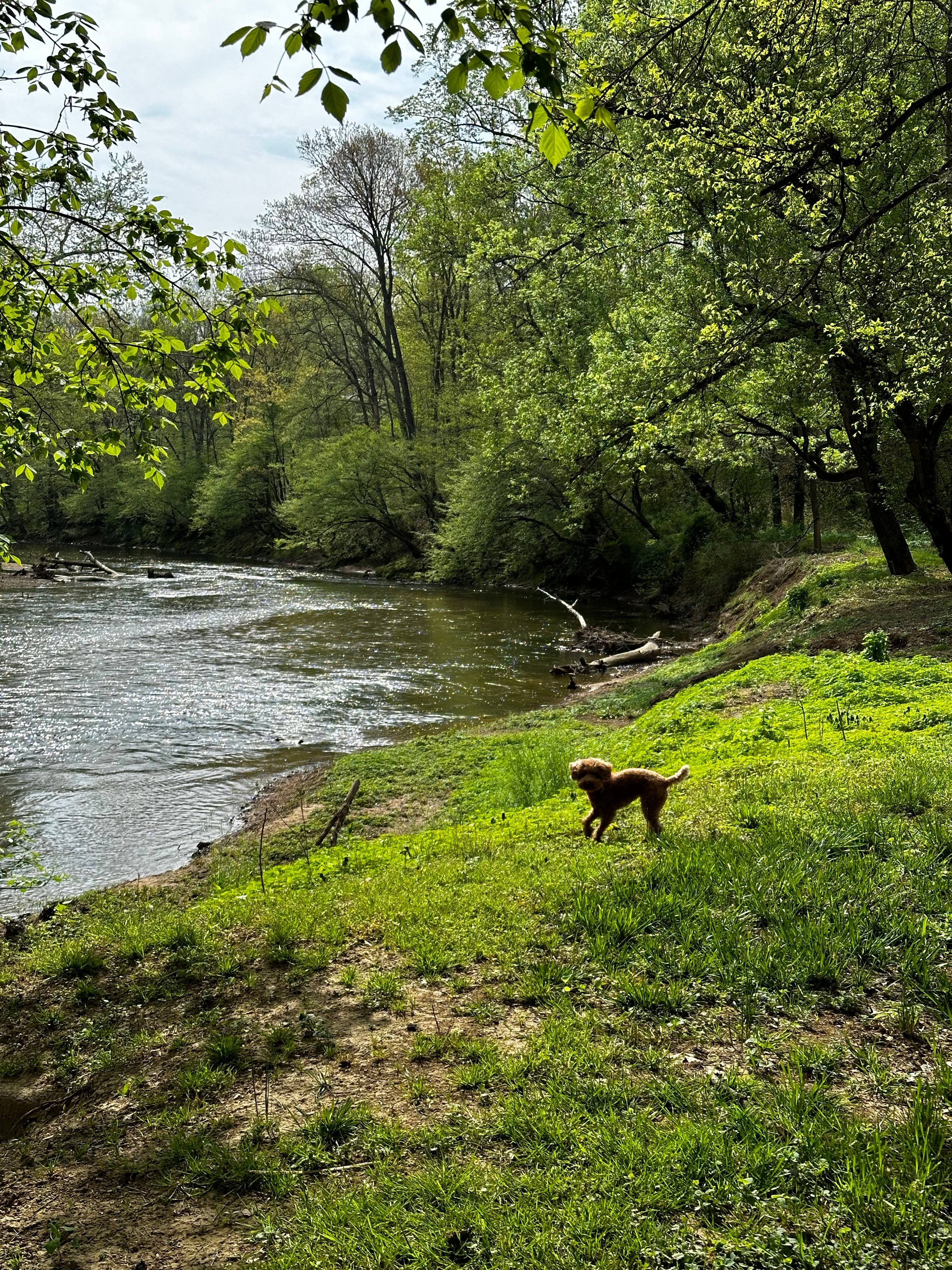 Our dog enjoying the campsite! 