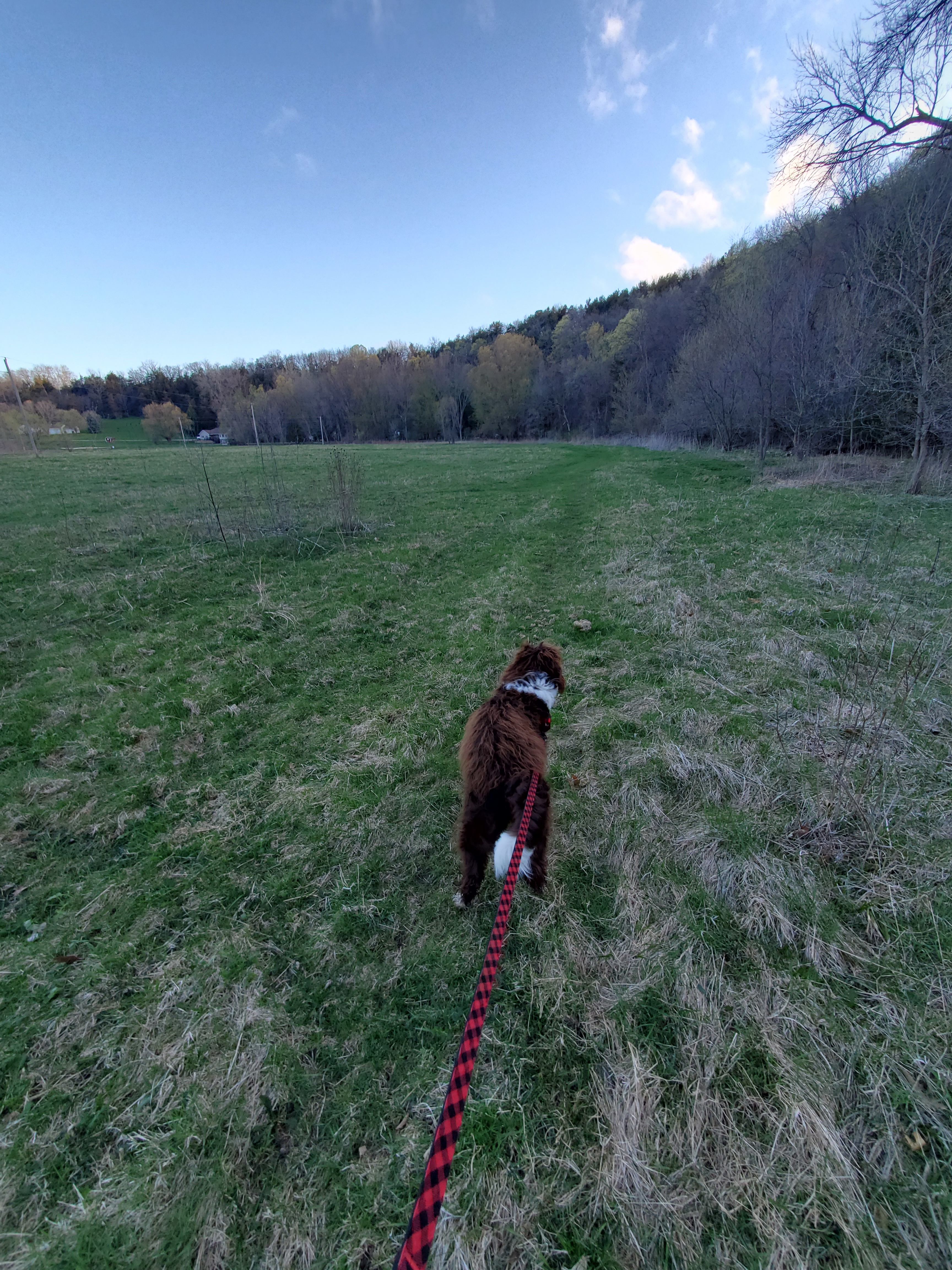 Lots of space to roam
