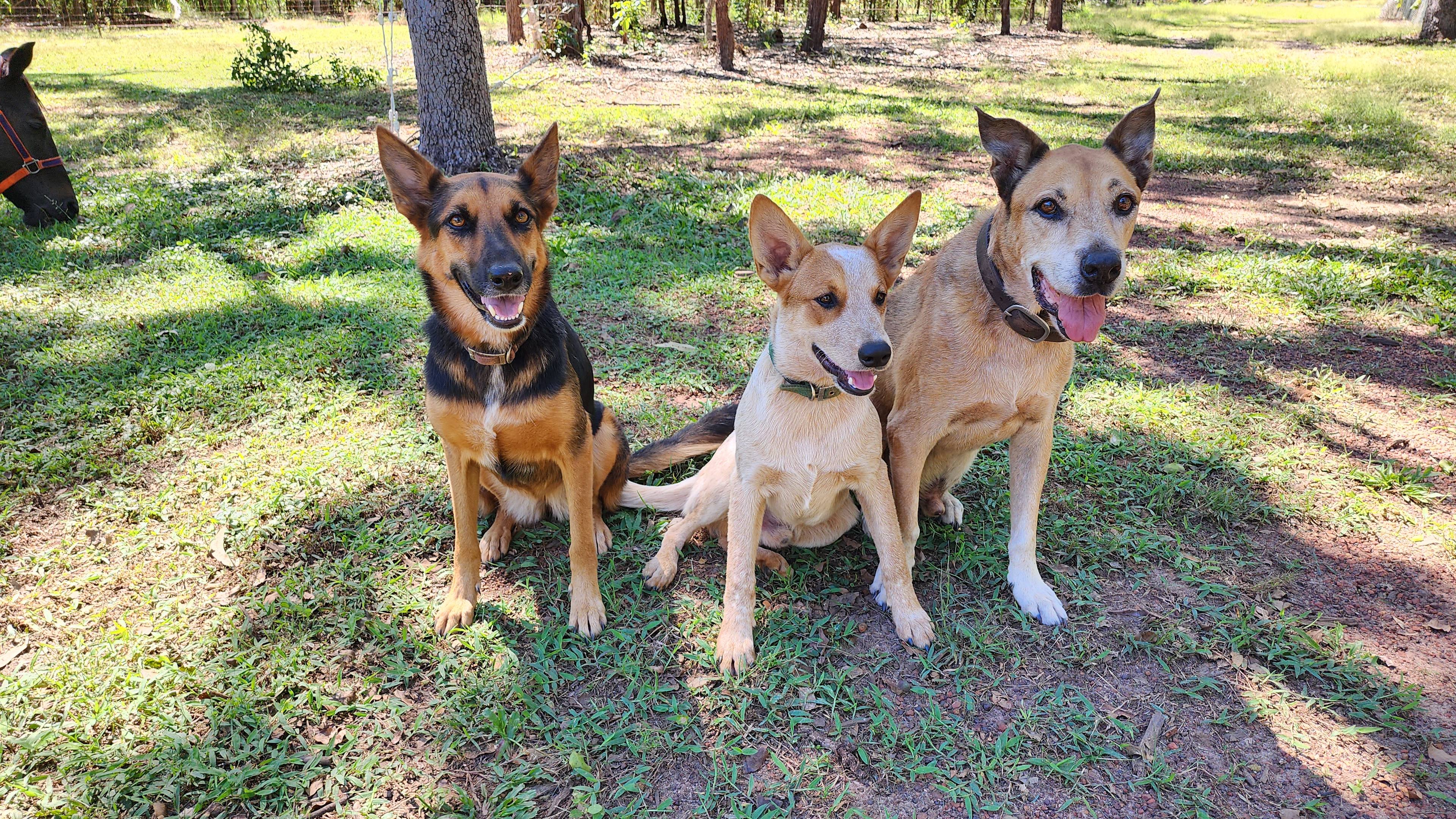 Luna, Rip and Max - always ready for a pat.