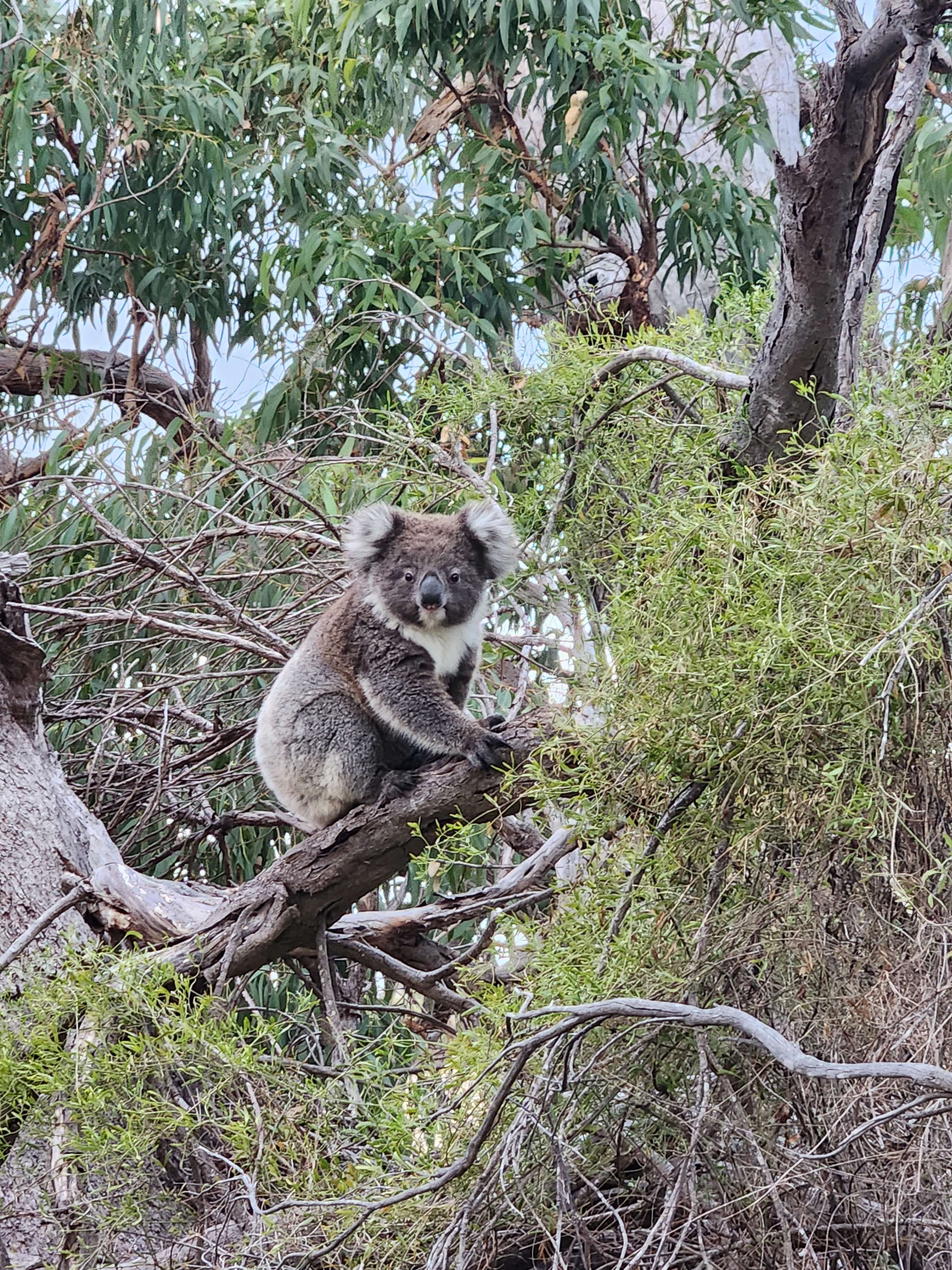 Mikkira Station Koala Sanctuary