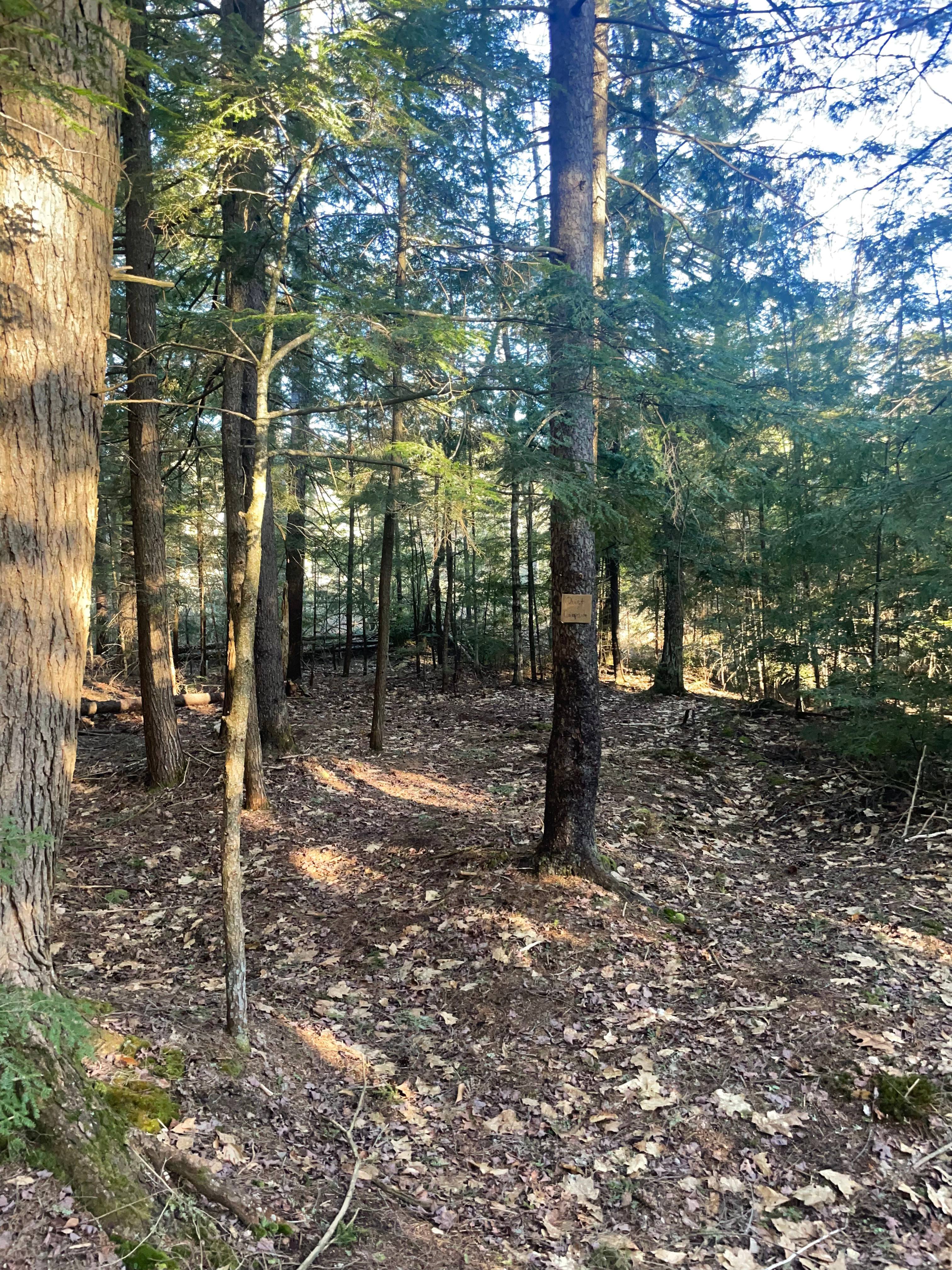 Quiet campsite. First campsite along the white blaze trail