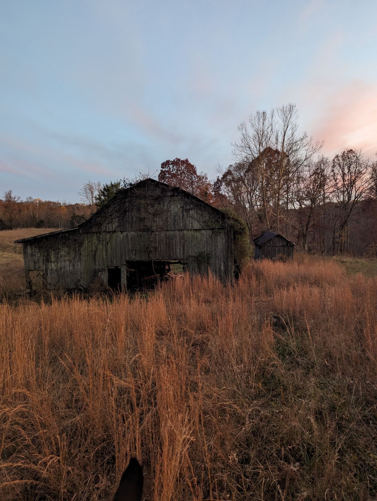 Shepherd's Holler