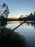 Kotuku on Oyster Creek