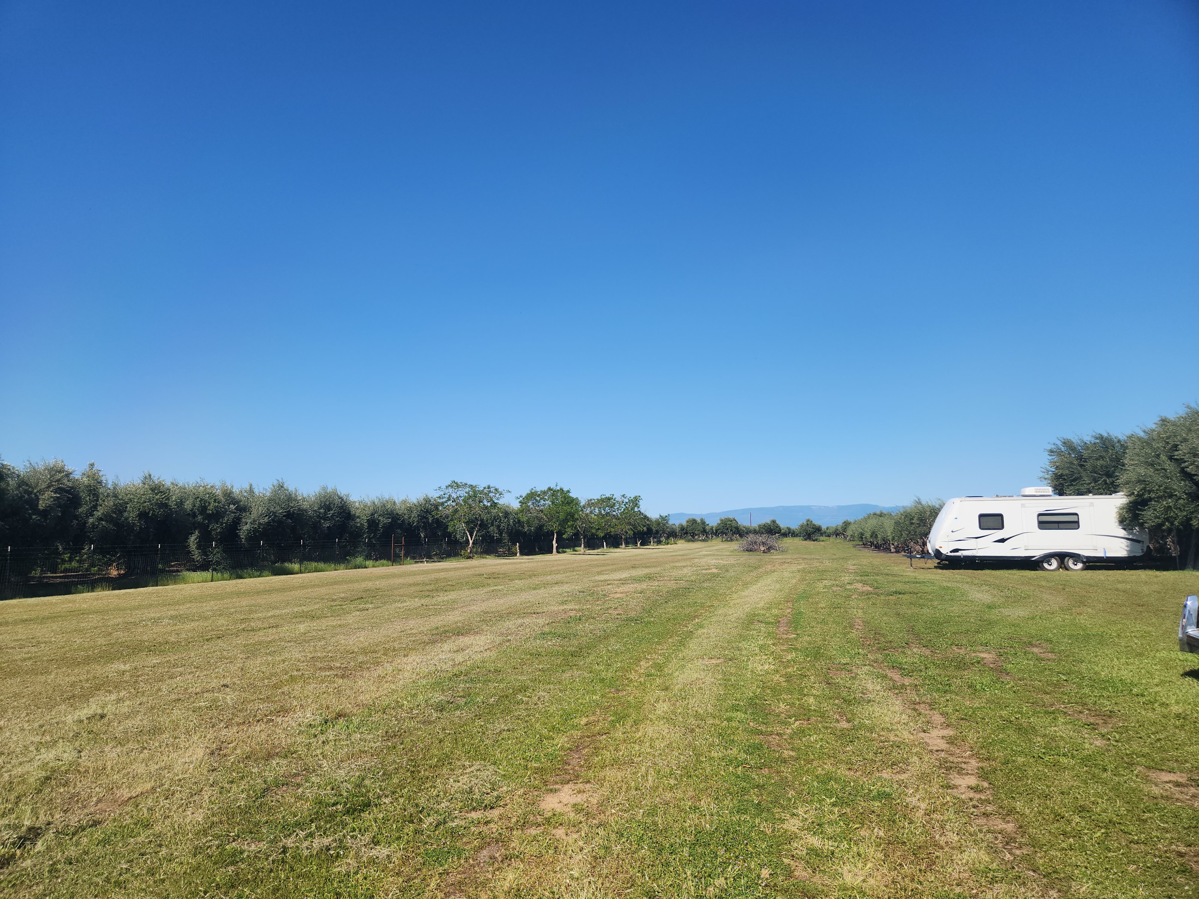 Olive Camp