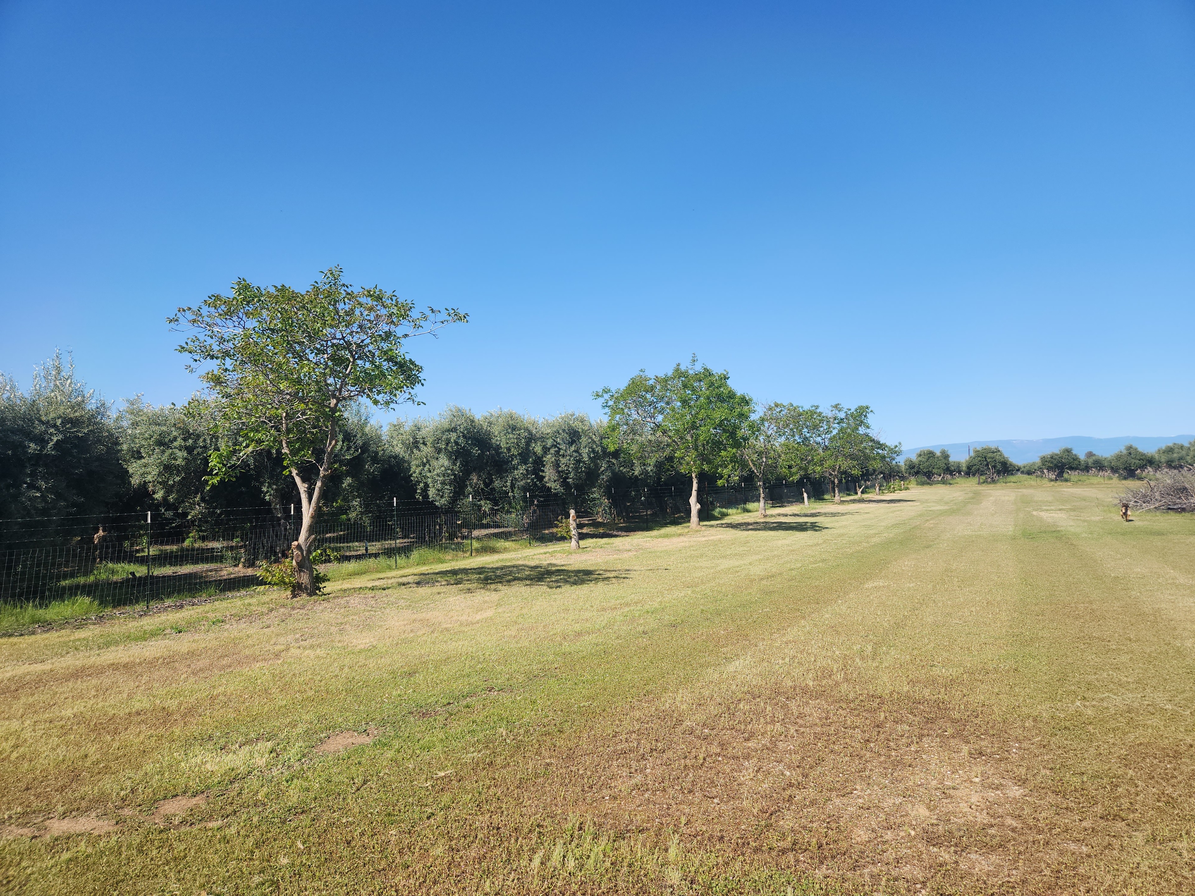 Olive Camp