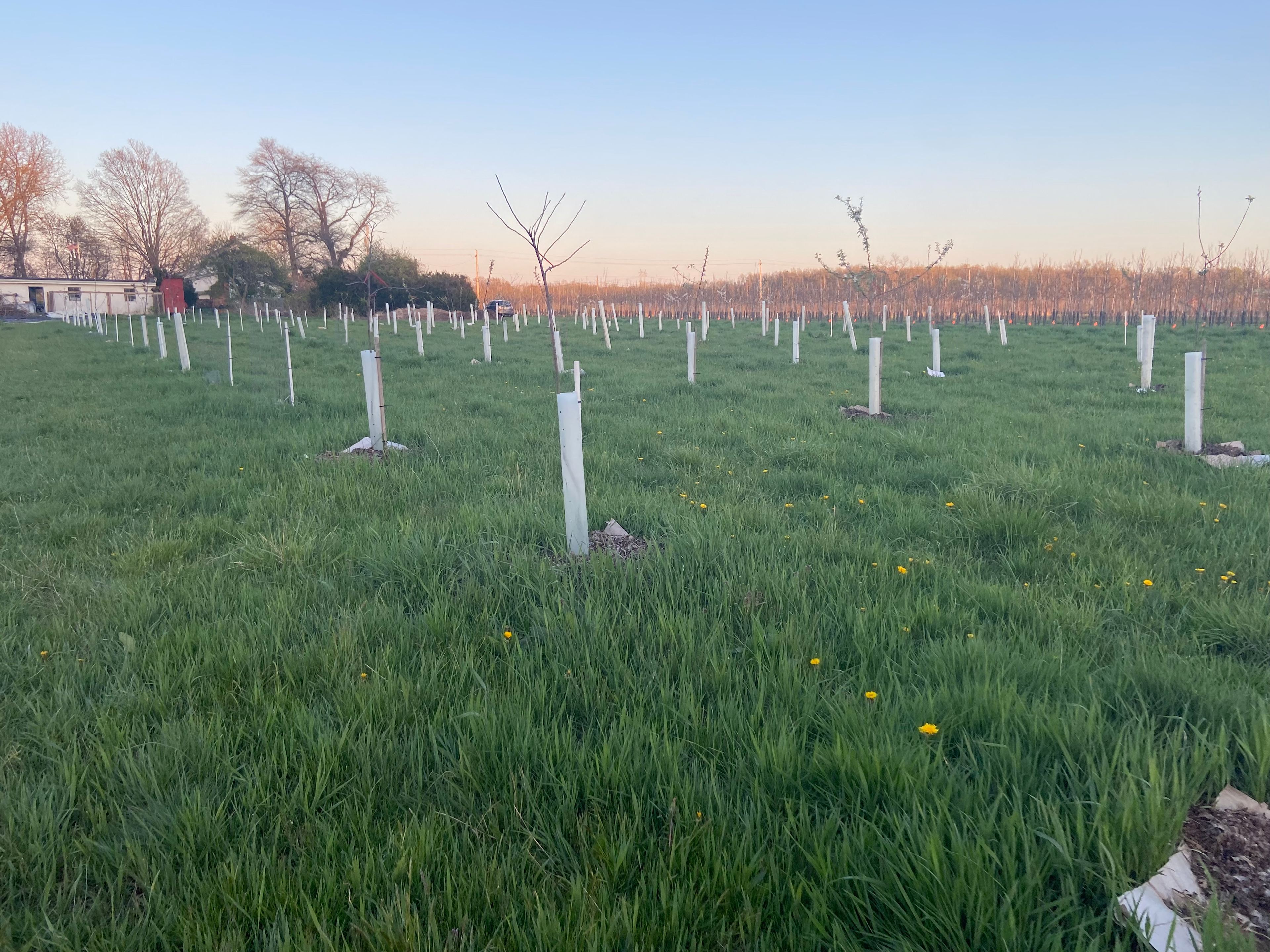 White Walnut Farm