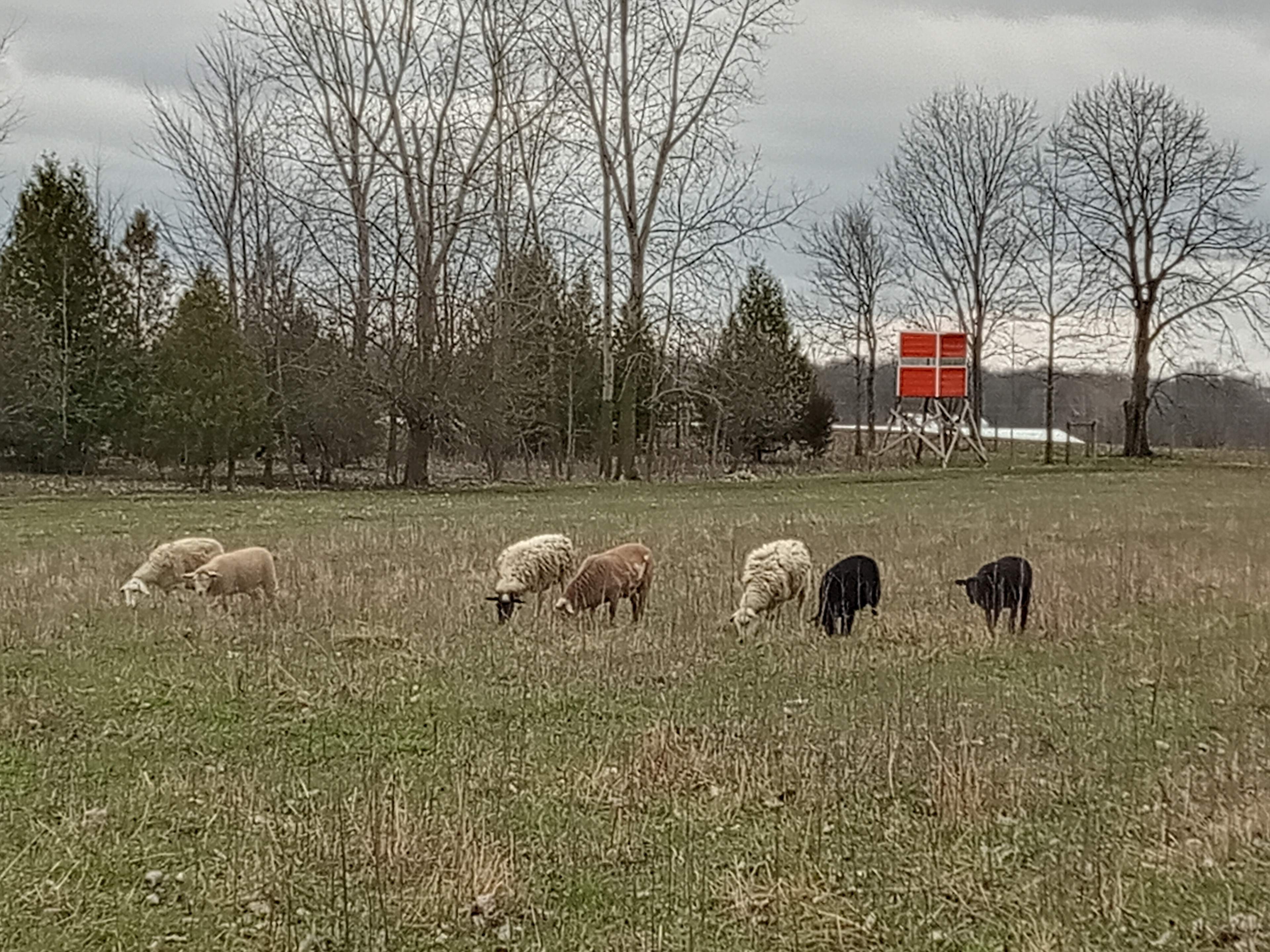 Sheepy Acres