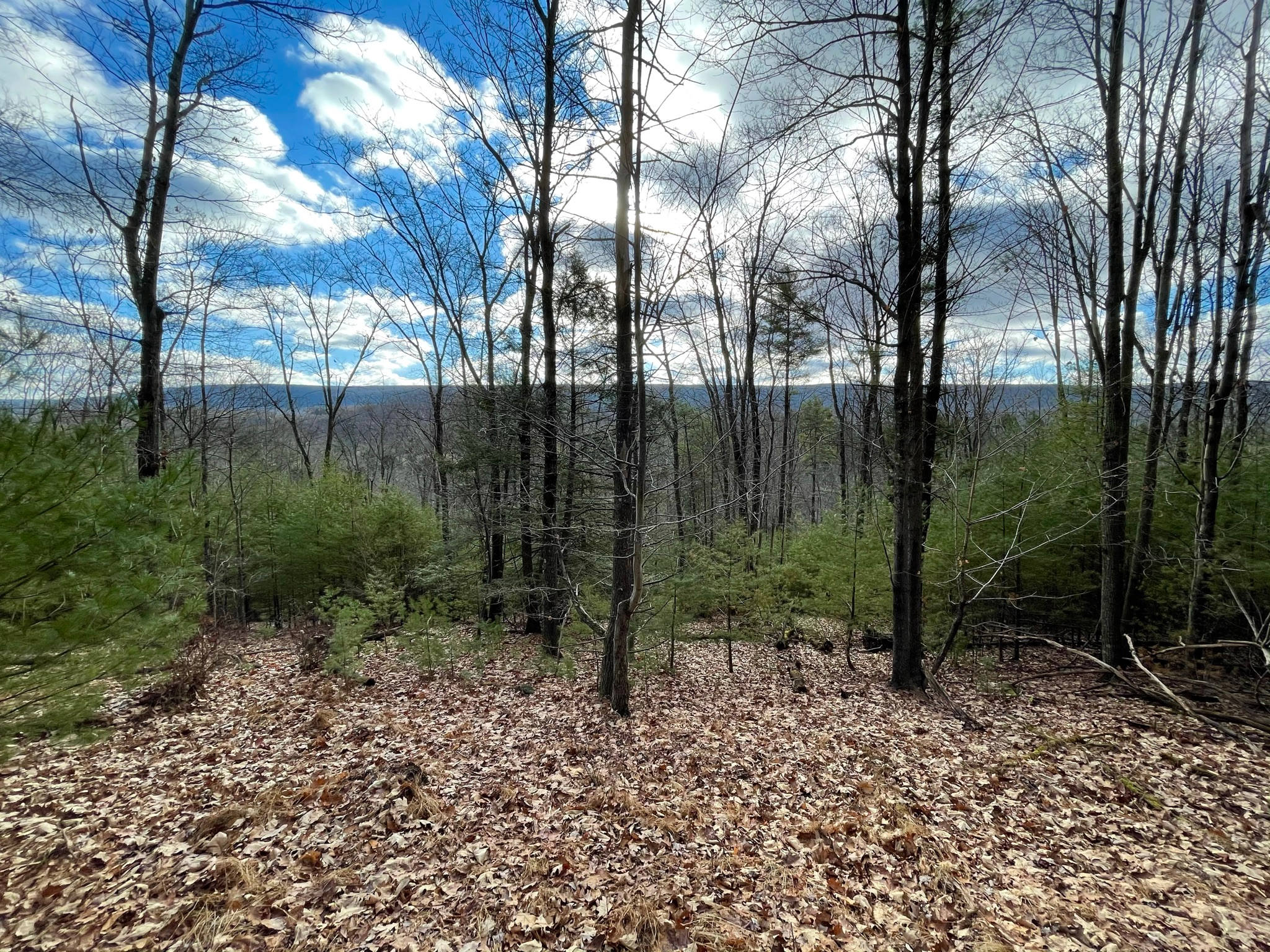 Whitetail Summit