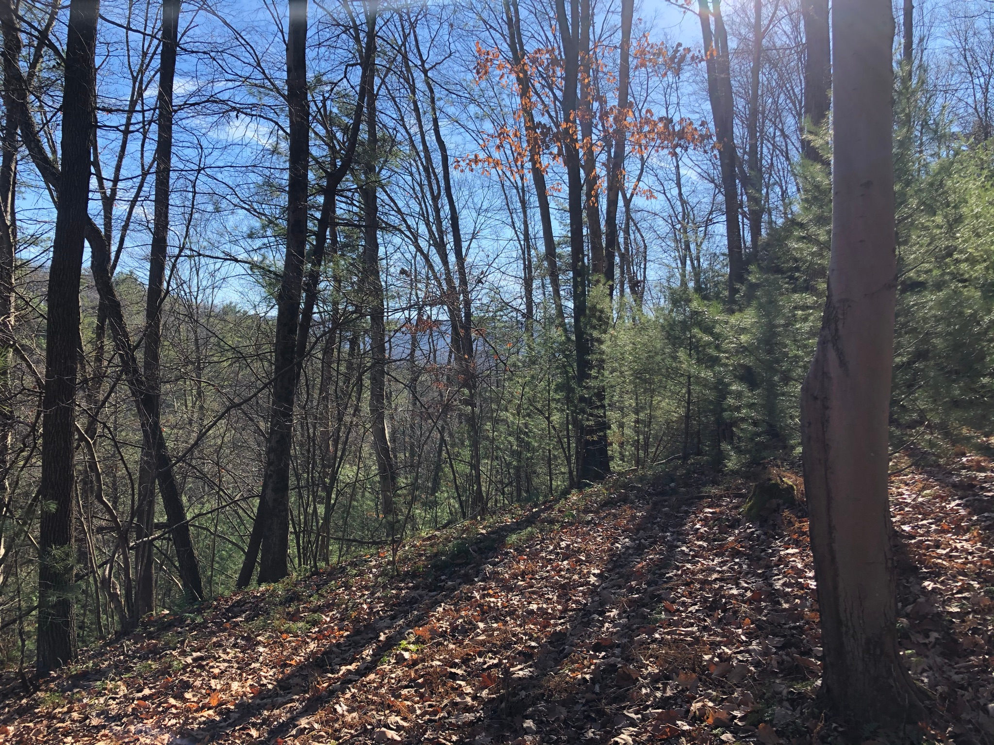 Whitetail Summit