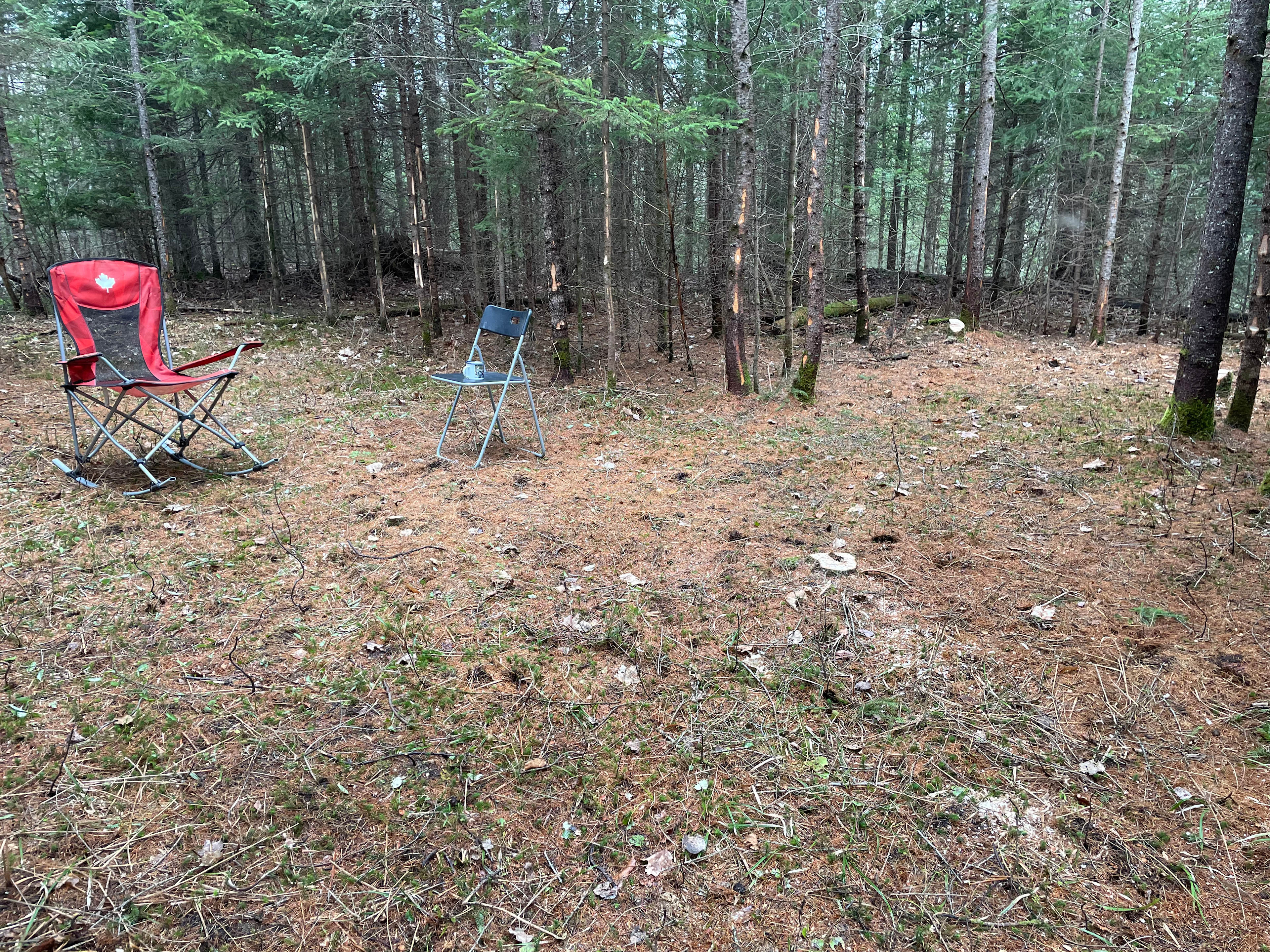 Darlene’s Backwoods