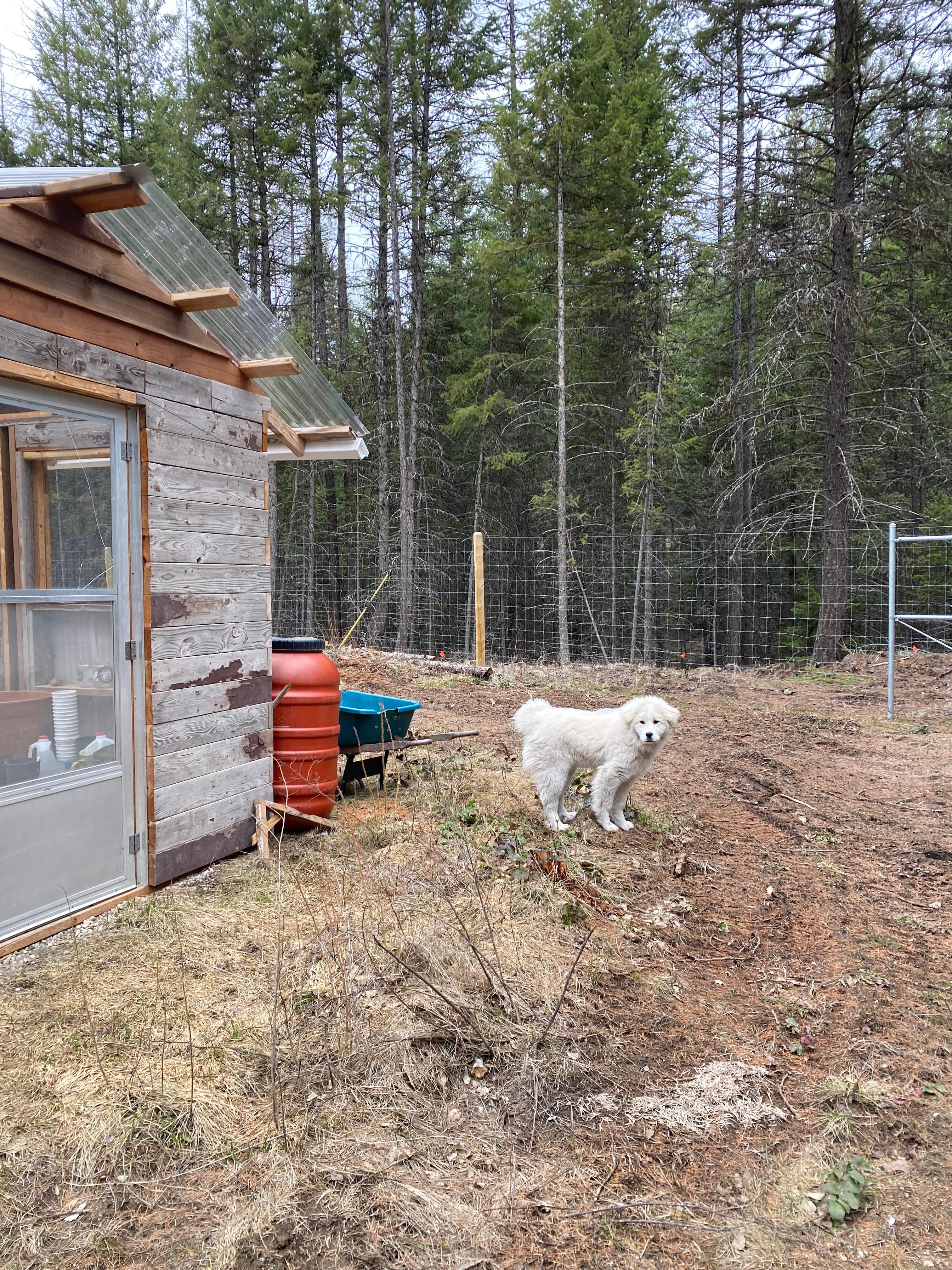 Serene Forest Farmstead