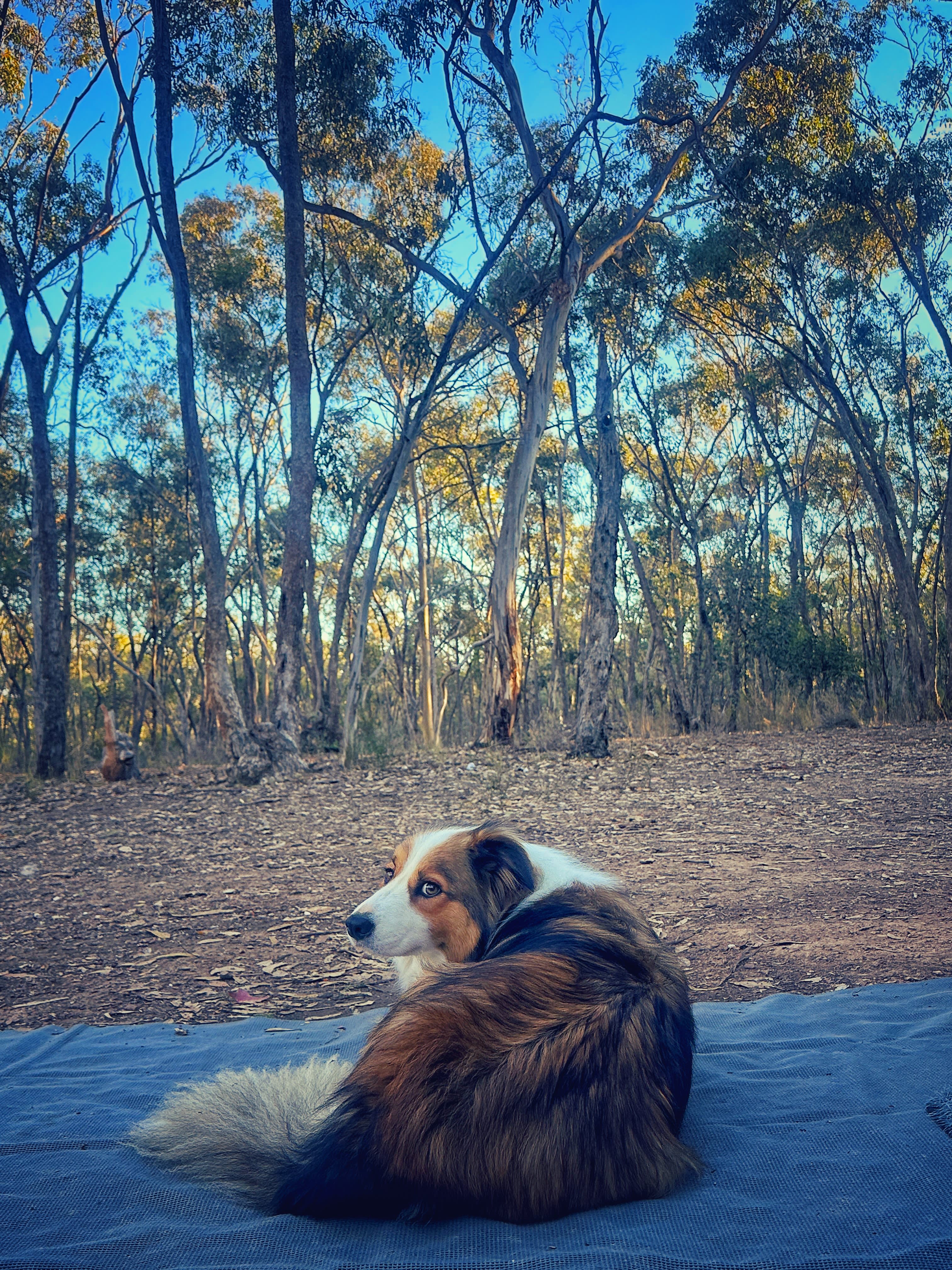Enjoying the morning sun in the forest 🌳 