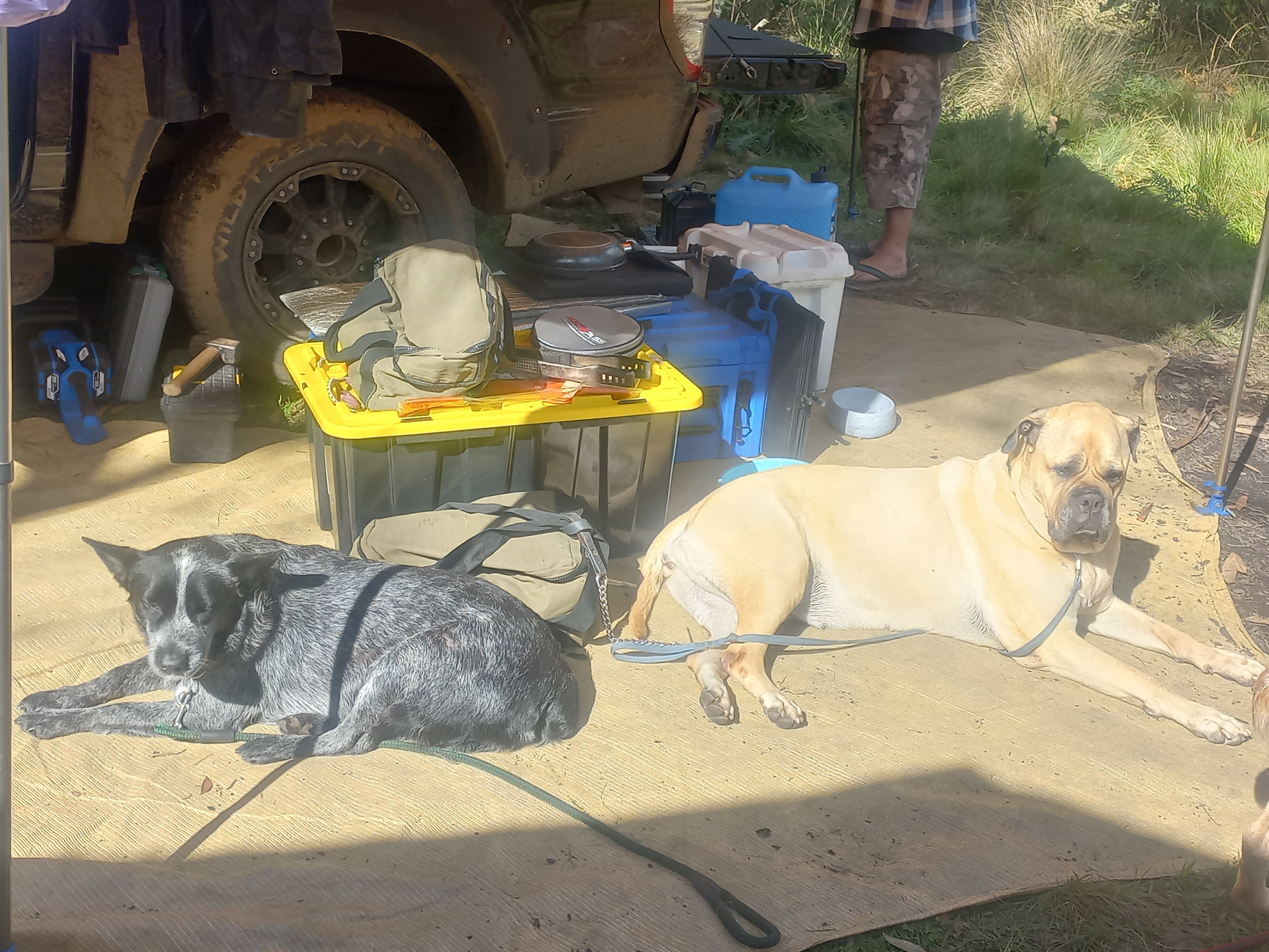 The dogs relaxing around the camp sites
