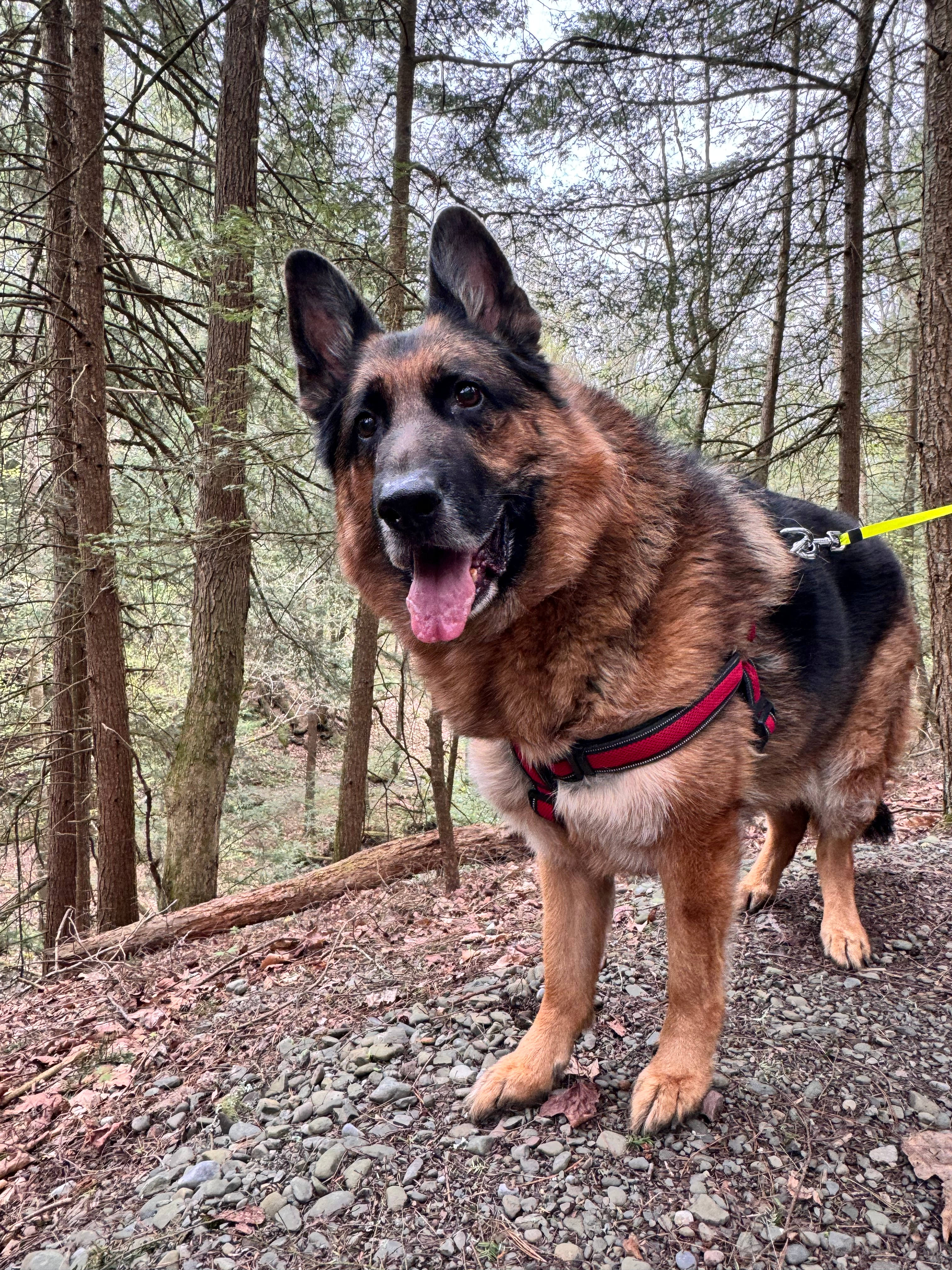 Copper's Green Forest