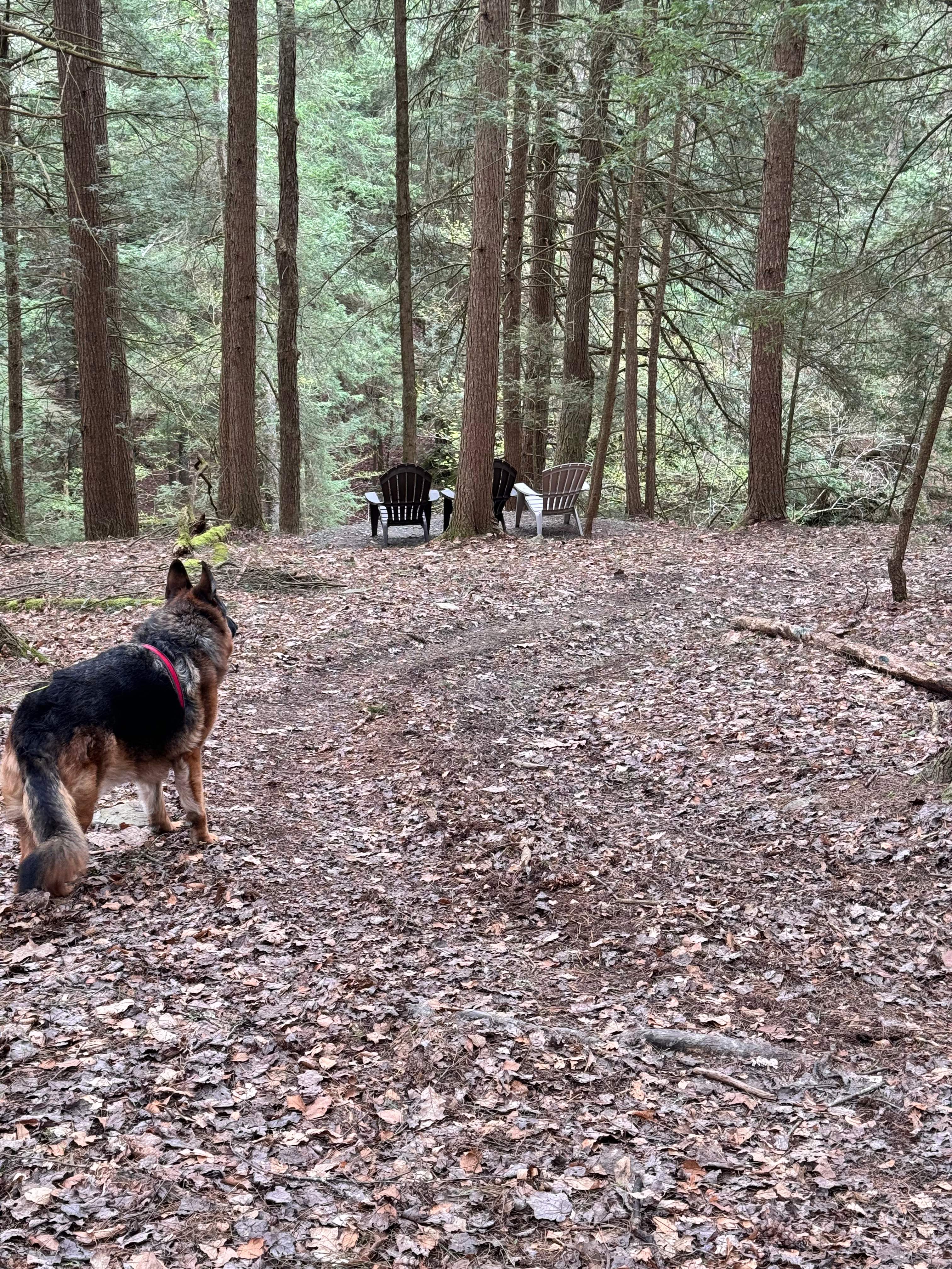 Copper's Green Forest