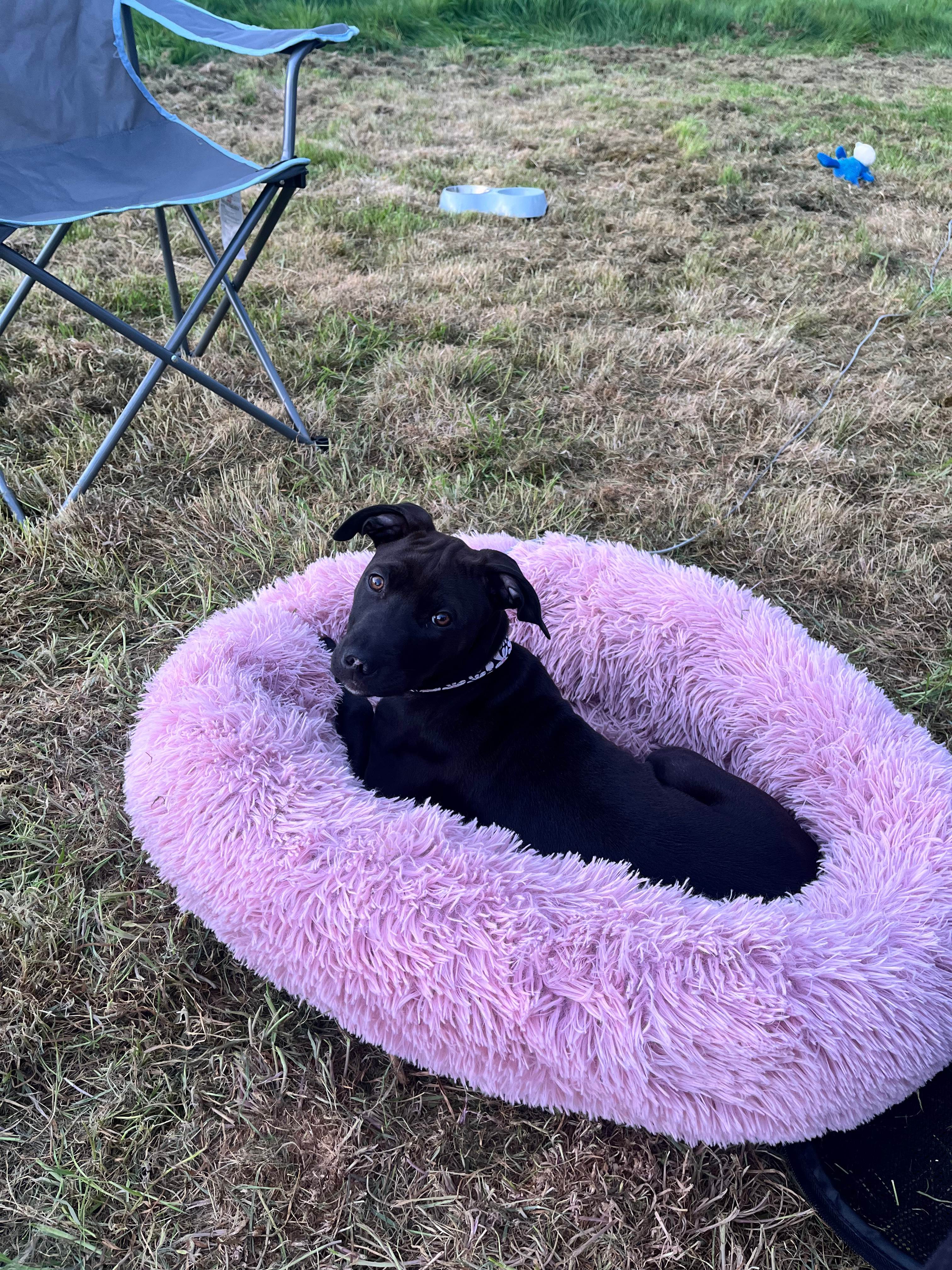 Wild conTENTment