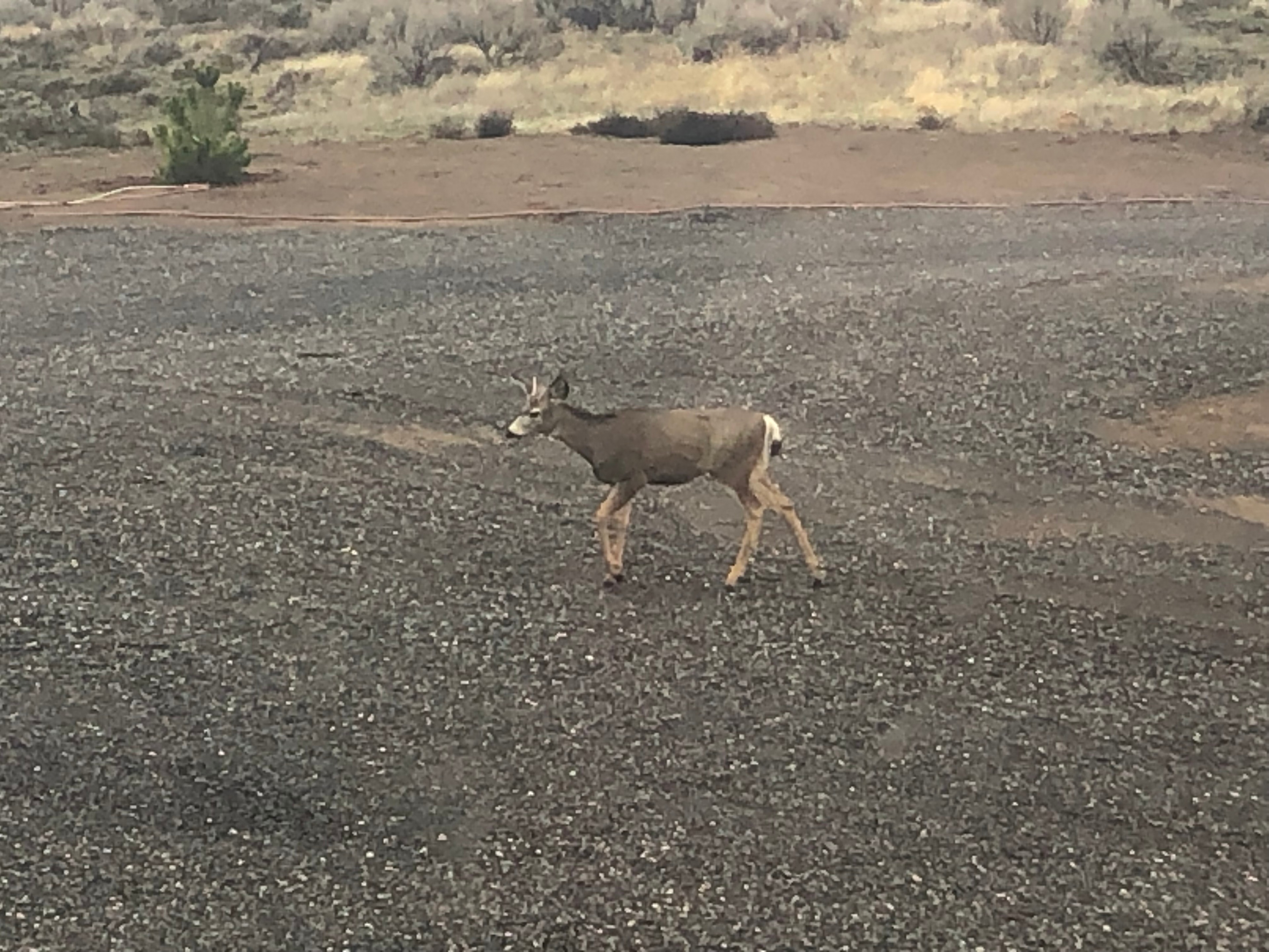 The deer is enjoying an area where a tent, trailer, or RV may be placed.