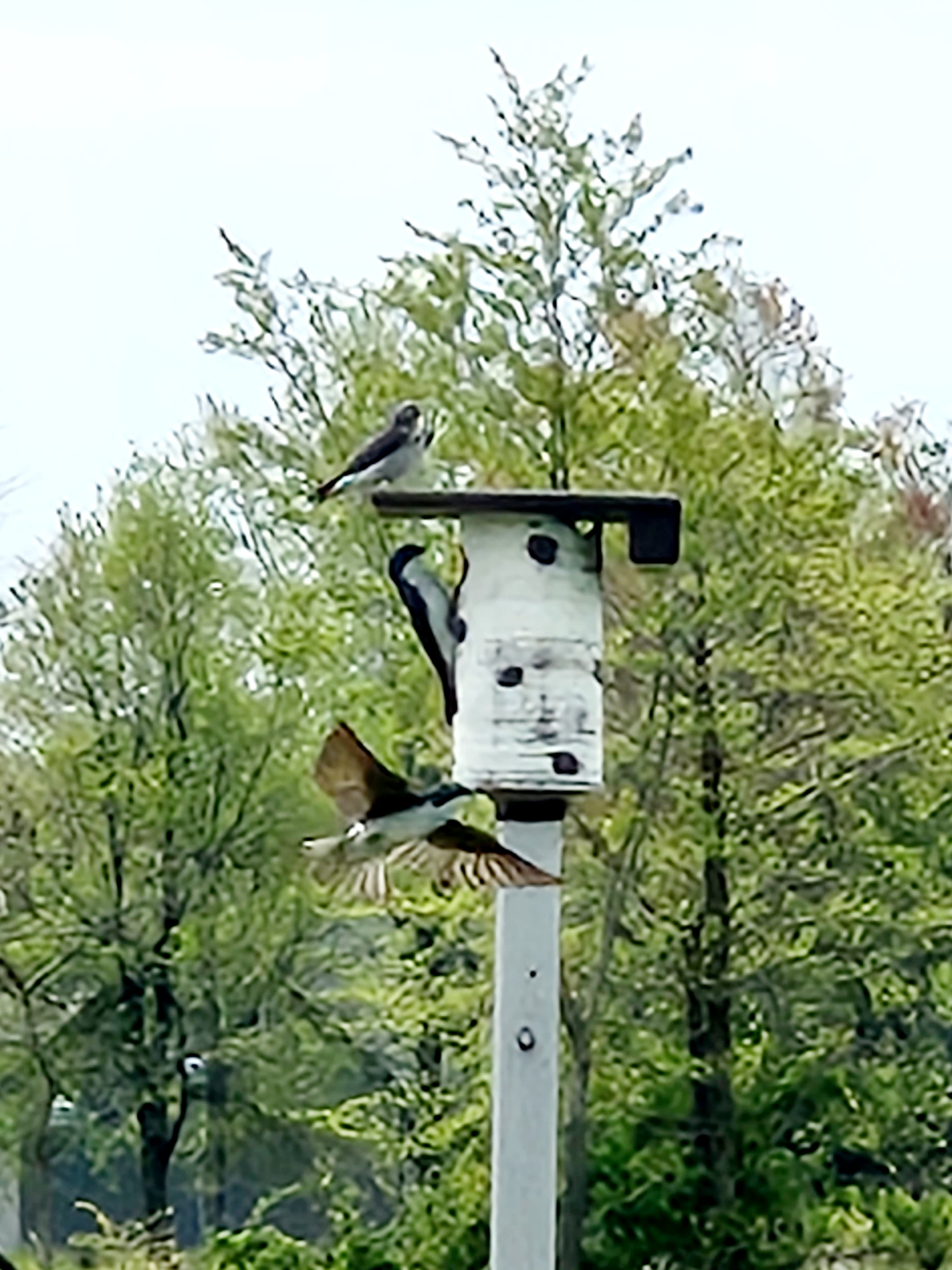 Felidae Farm