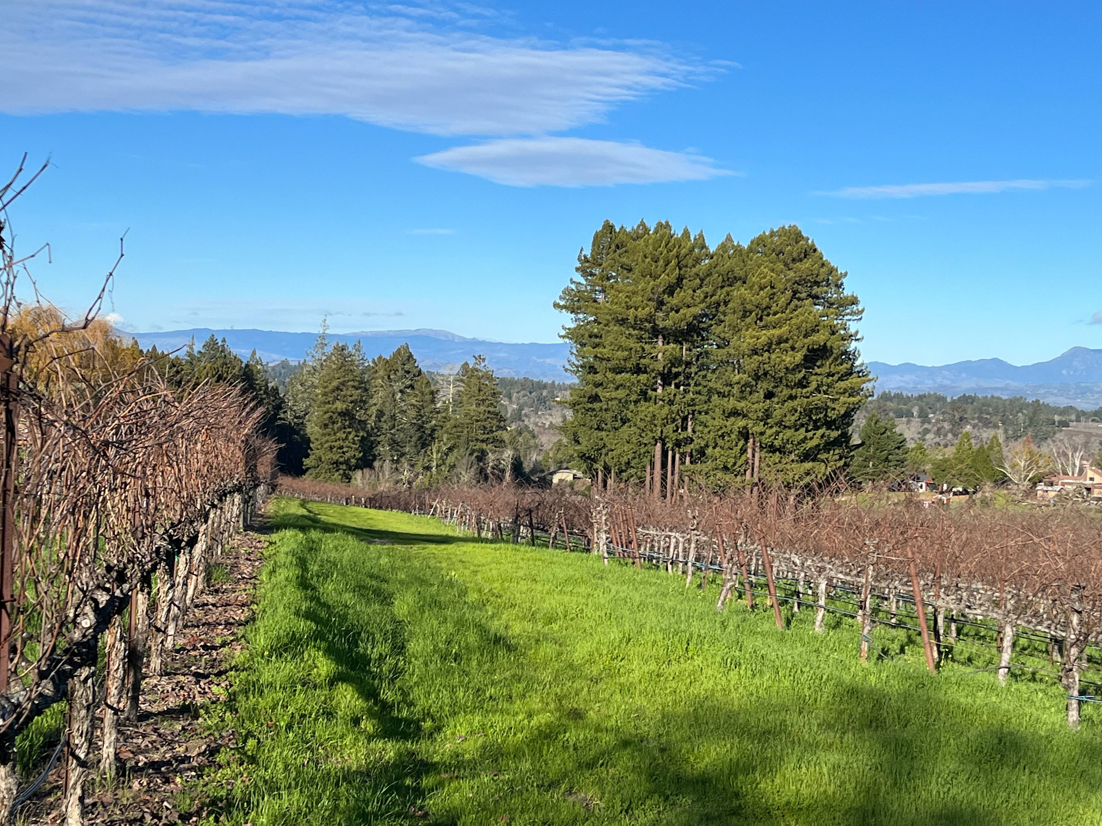 Redwoods Camp Retreat