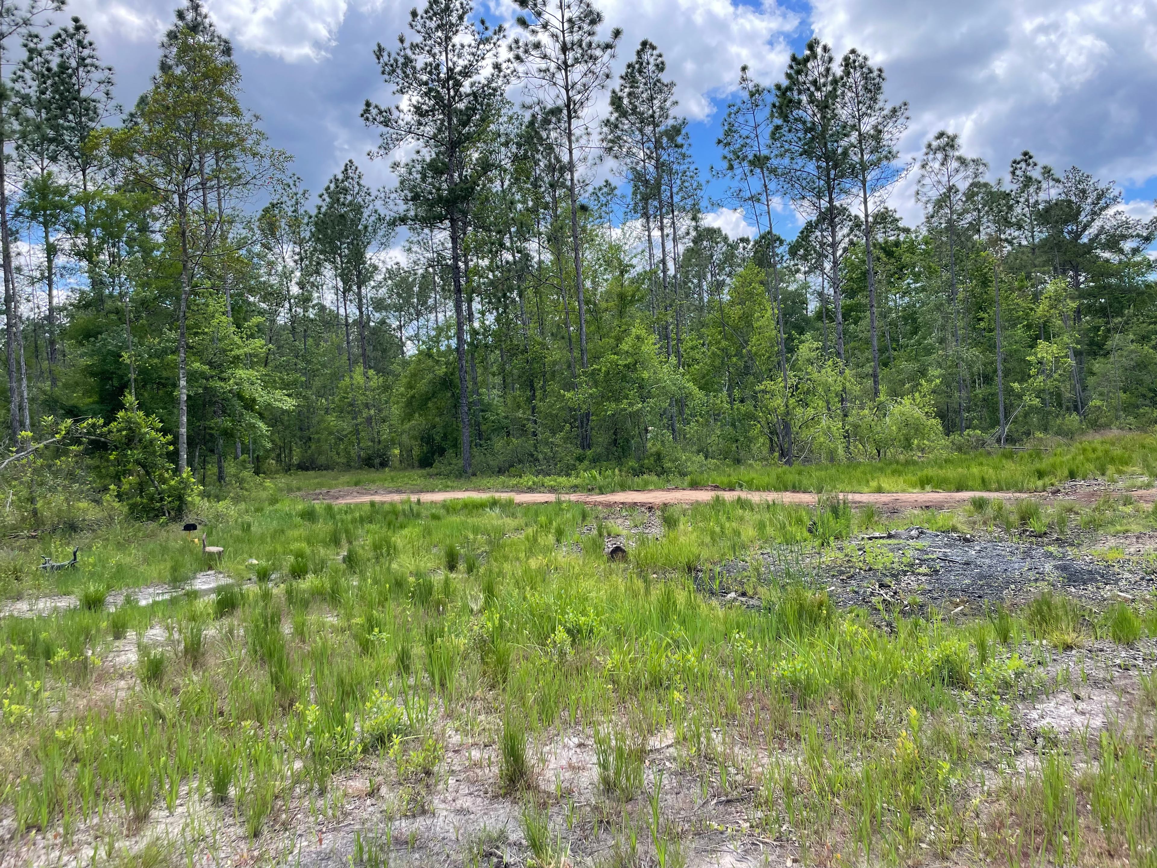 Florida Wildlands