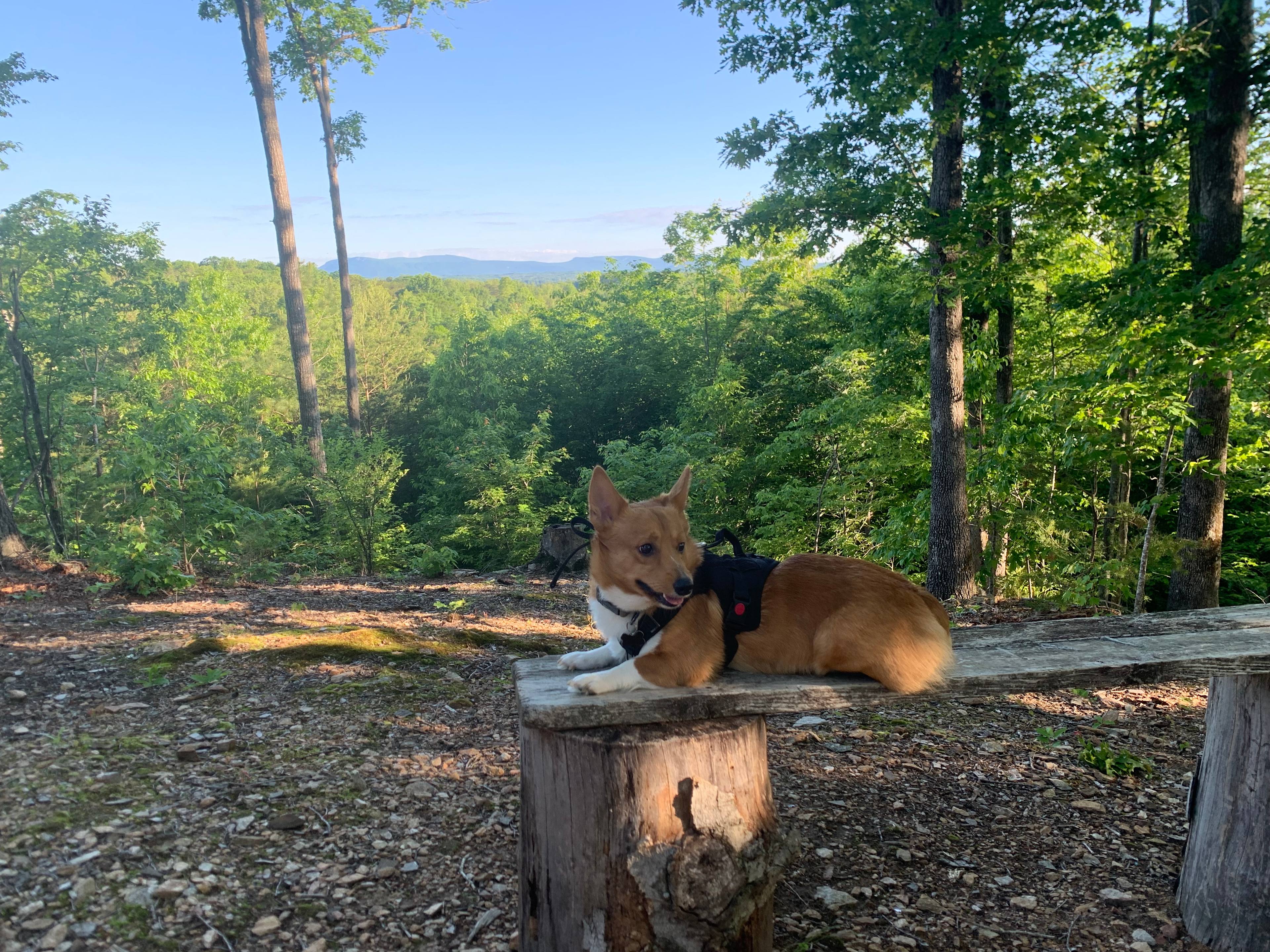 The Rocky Knoll