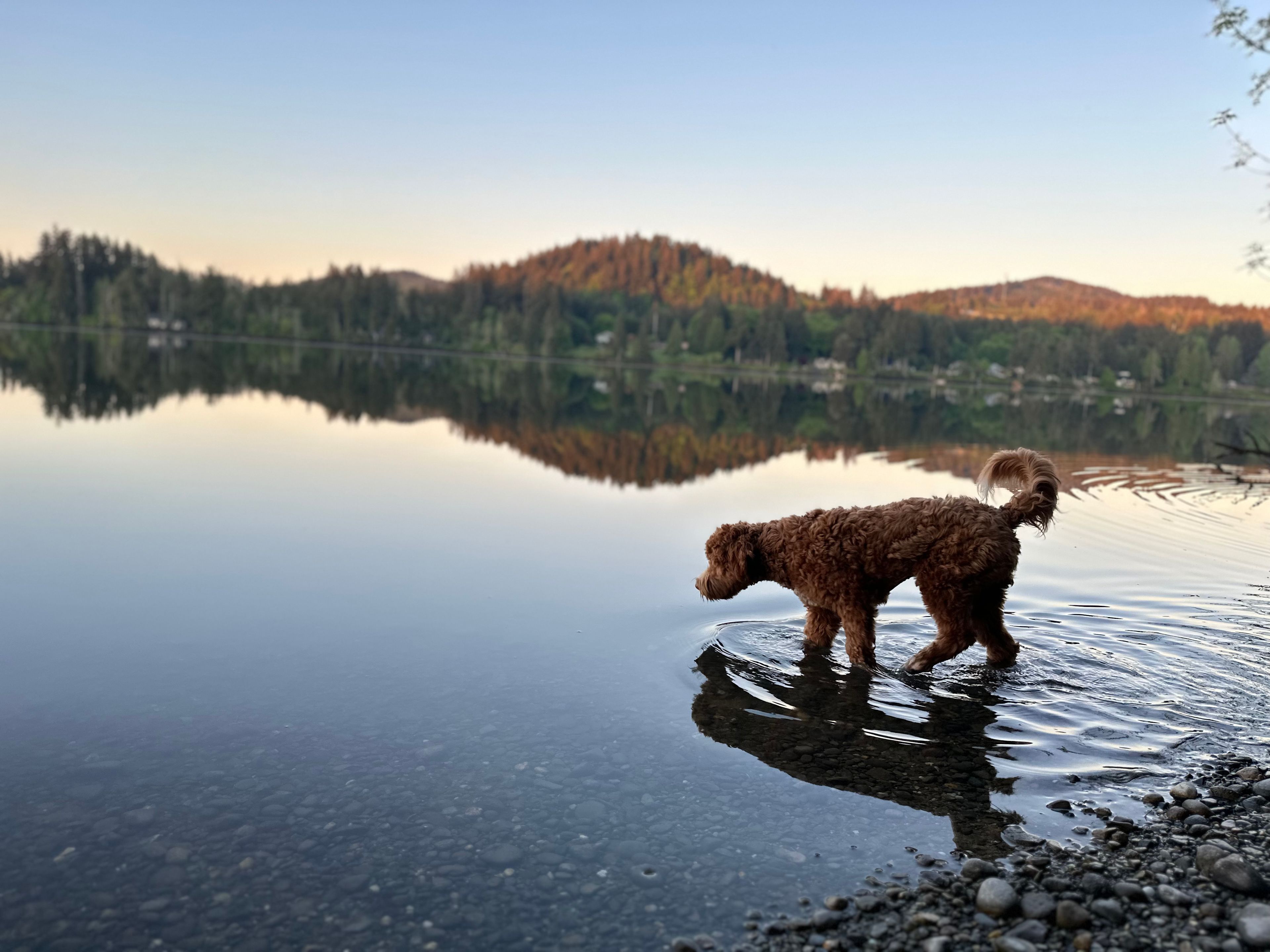 Evergreen Edge Escape 🦭