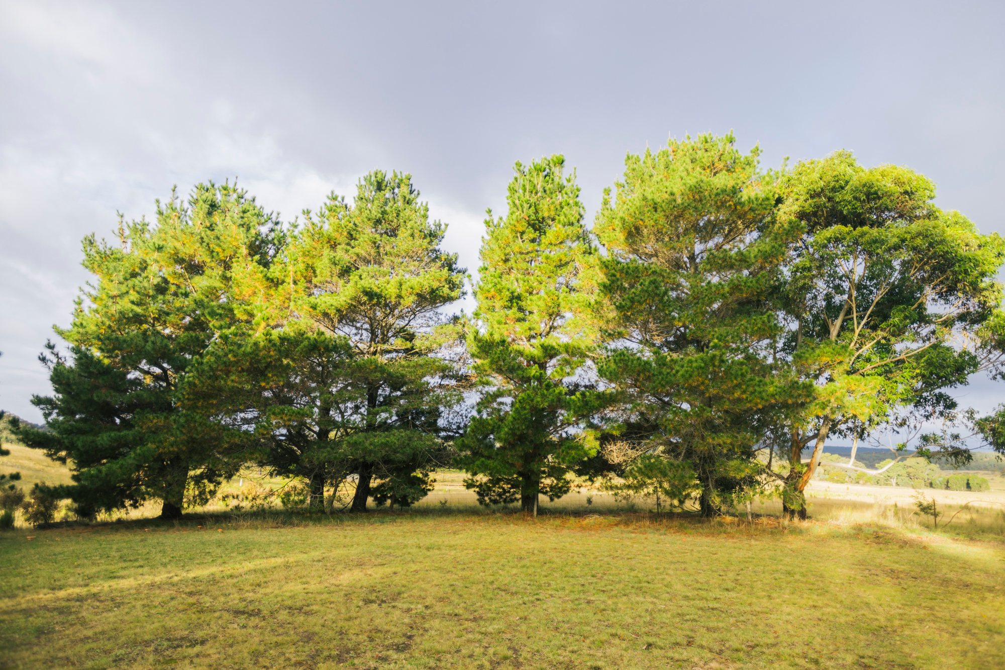 Pine trees on the property
