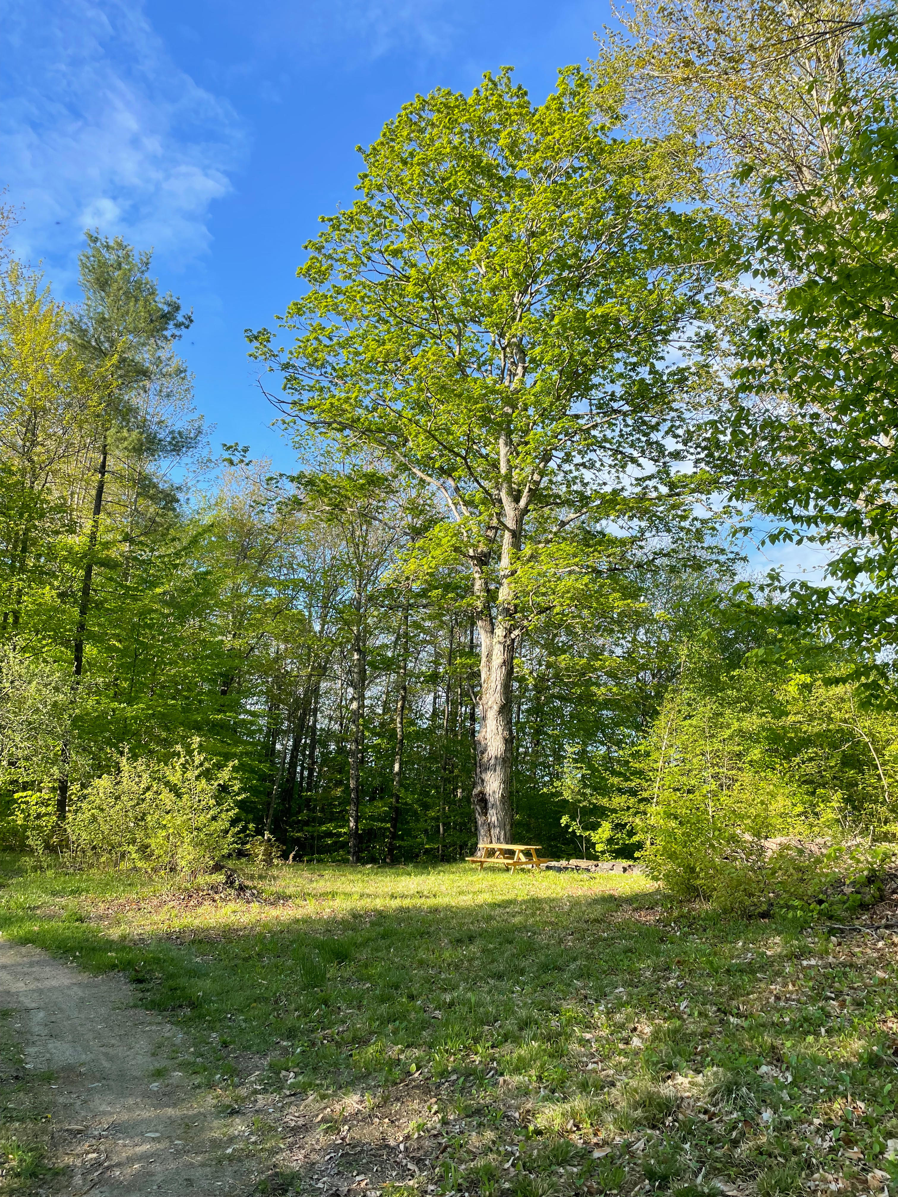 View from the private driveway - no one else will be coming up it. site extends to the left. 