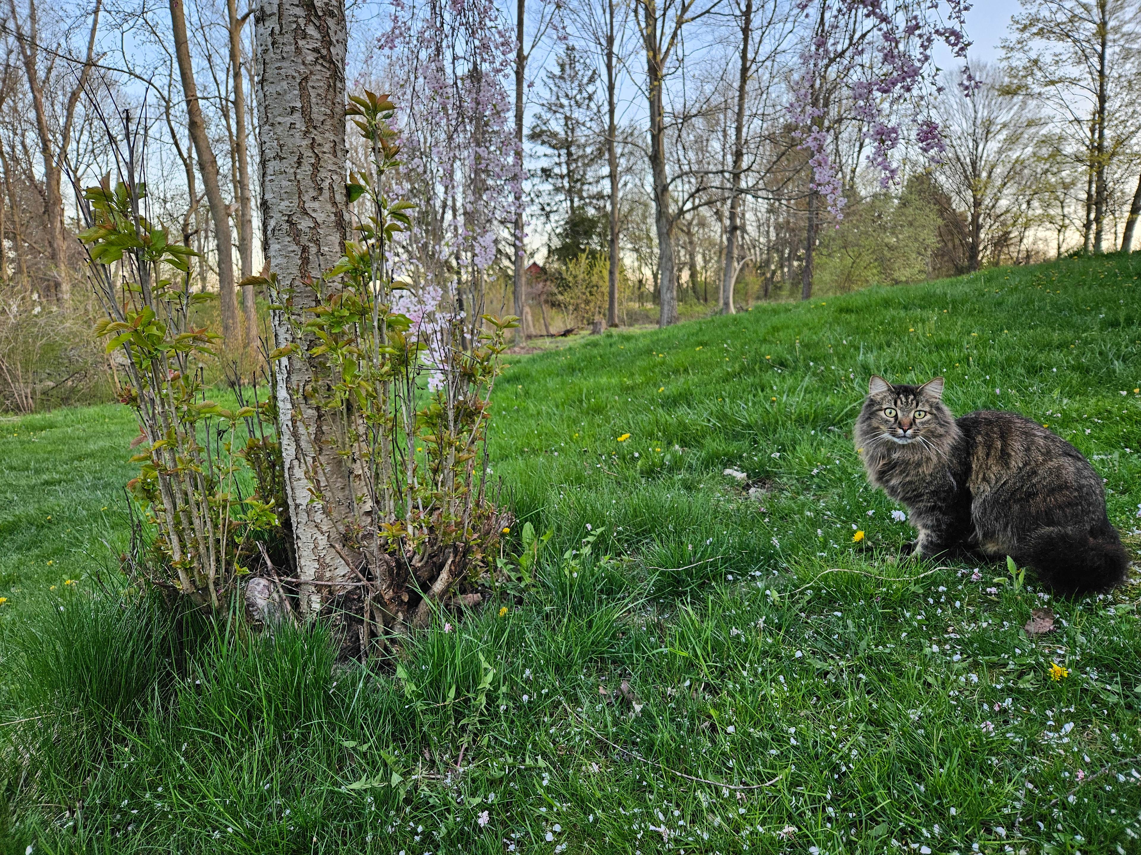 A Waggin' Good Time At Mellow Acres