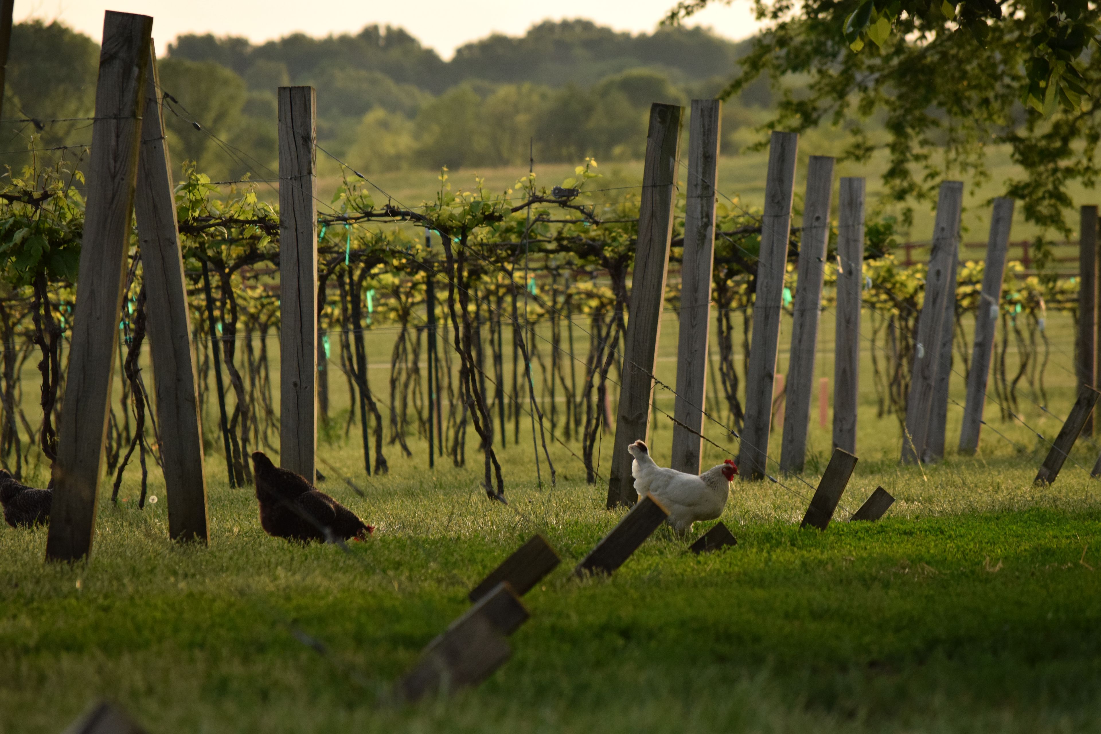 Hopewell Bridge Winery And RV Park