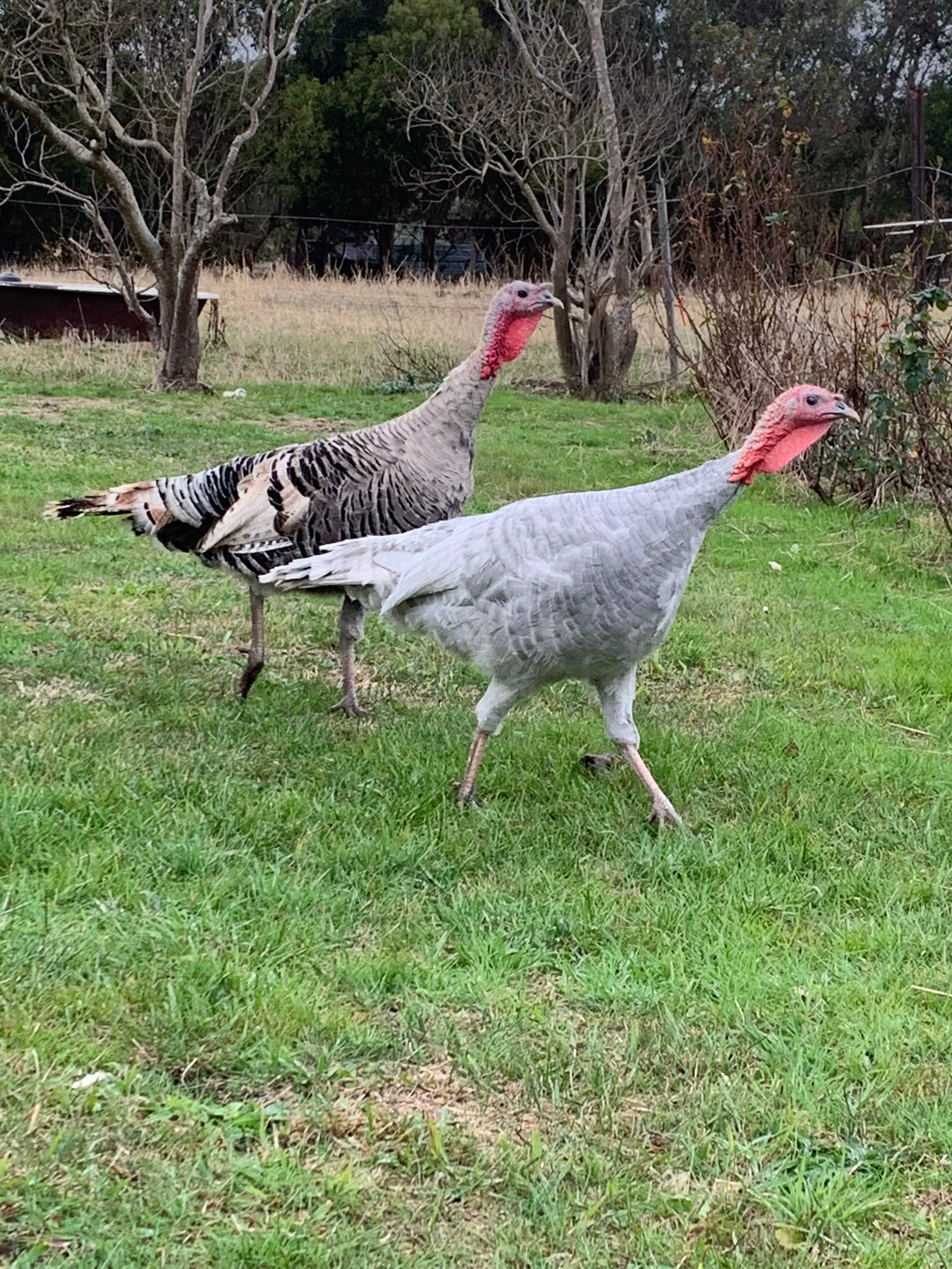 Cosmic camping in byaduk