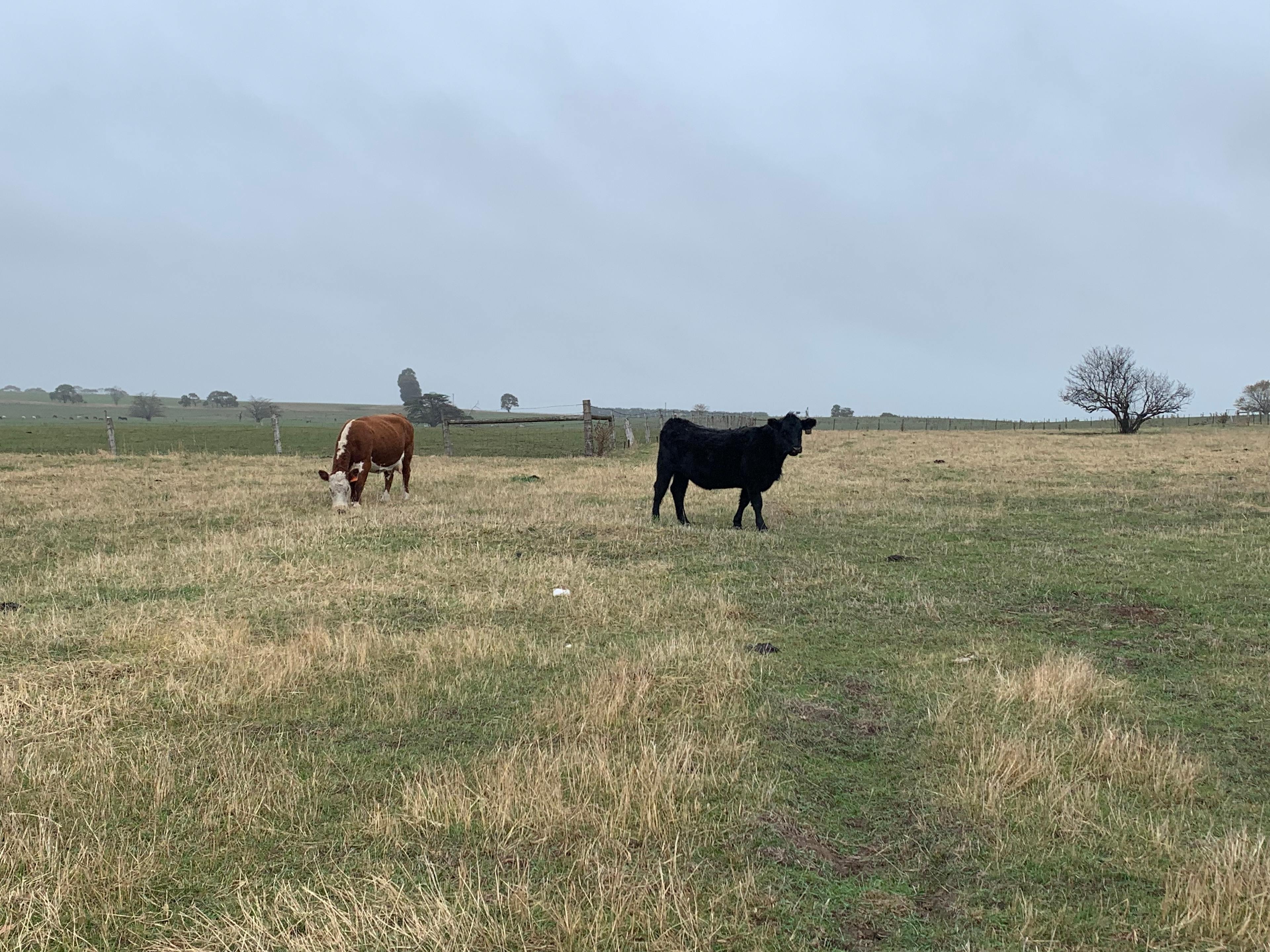 Cosmic camping in byaduk