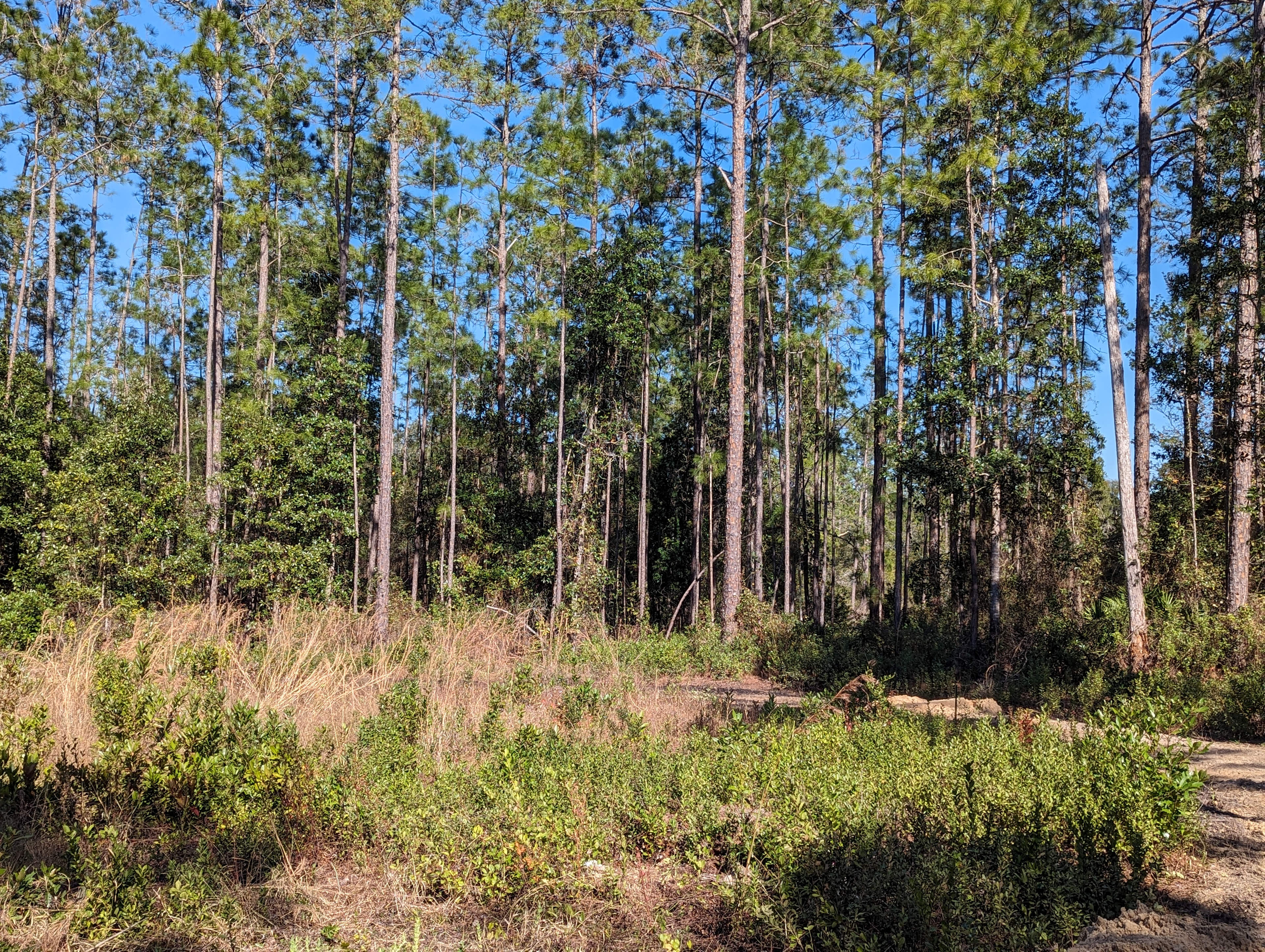 It's pretty rustic, aside from the camper stay, it's considered primitive 🏕️ if you plan to  pitch a tent ⛺
