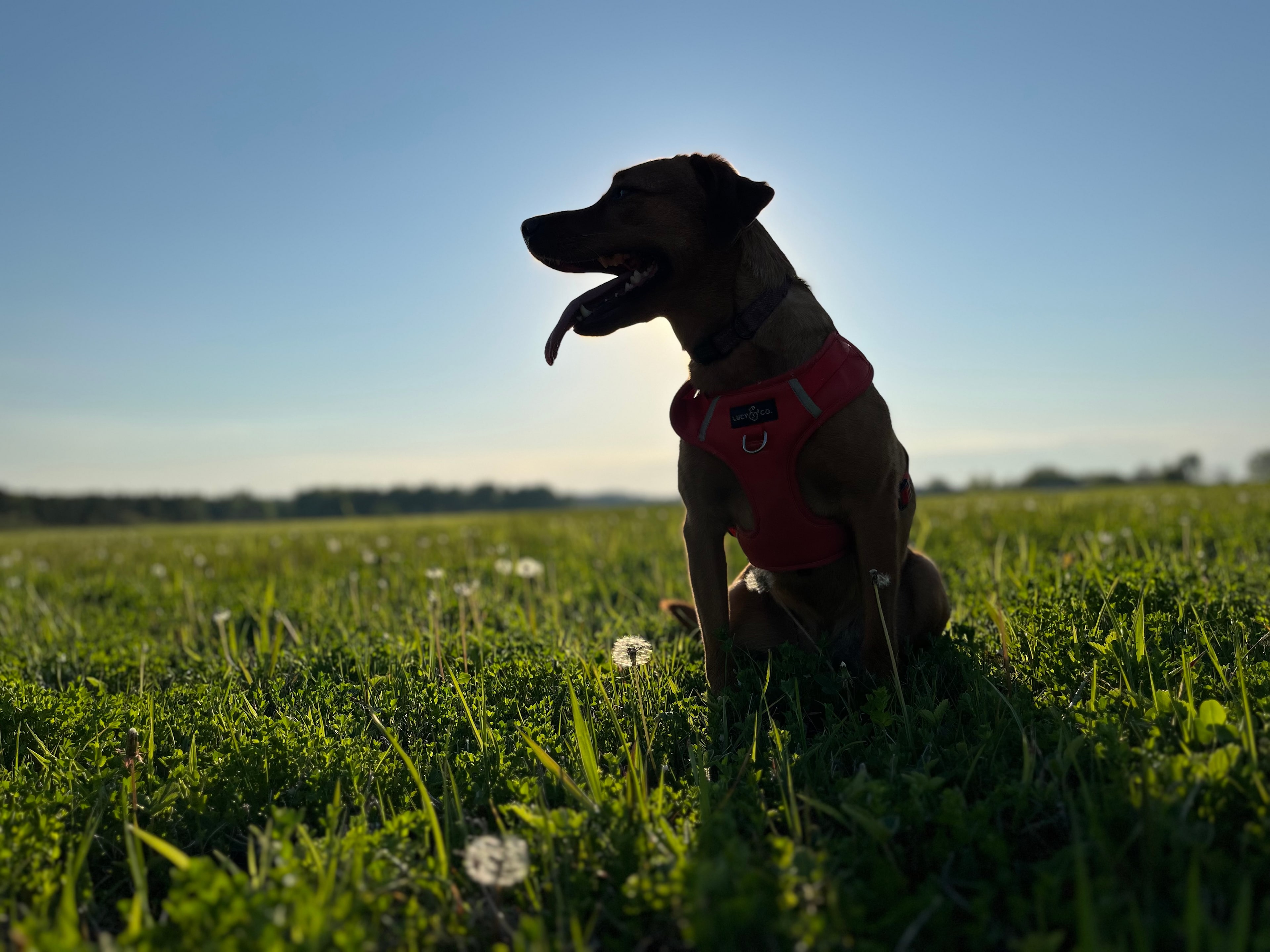 An hour before sunset in the large field next to the main site